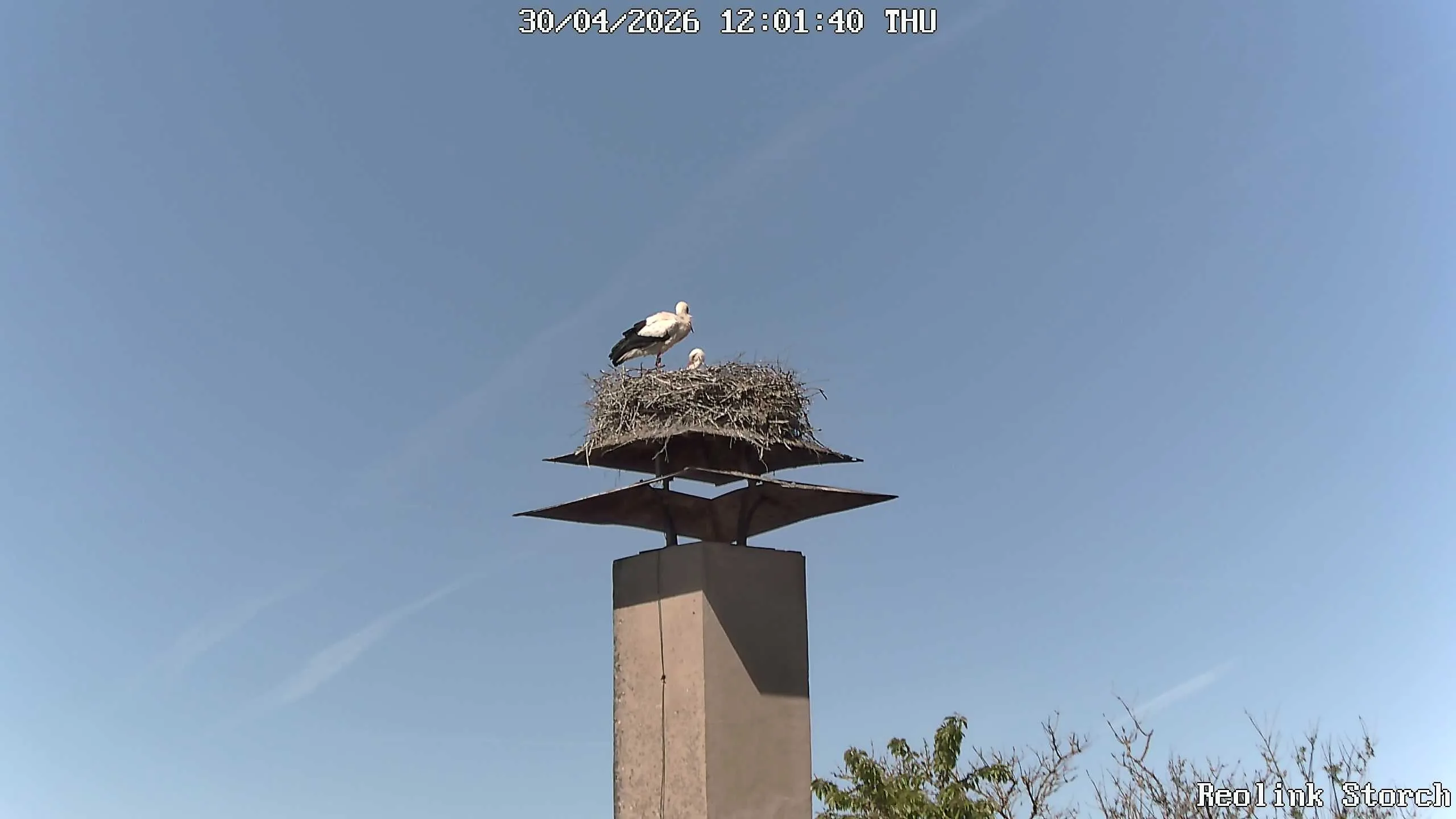 Storchencam Bild
