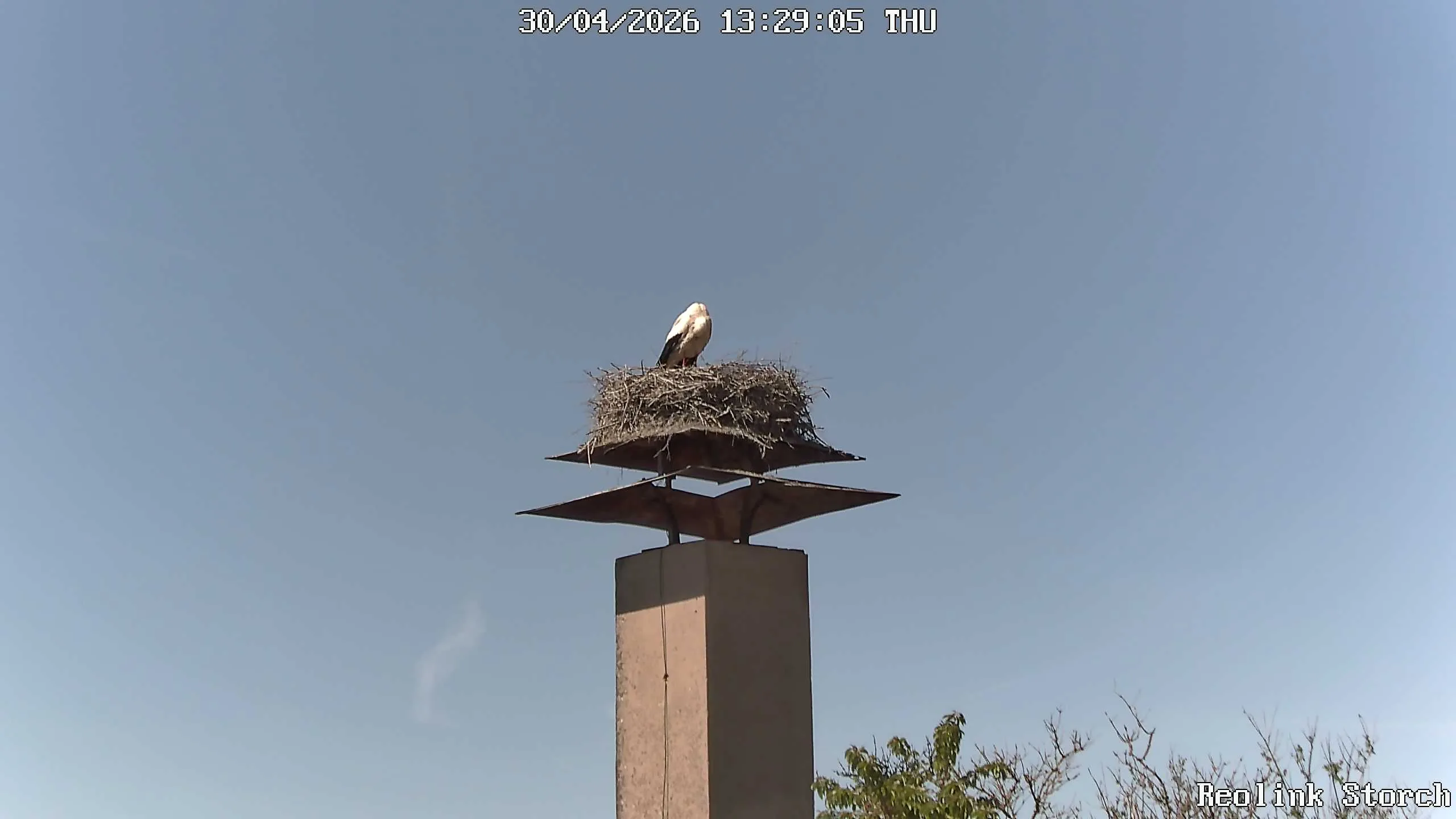Storchencam Bild