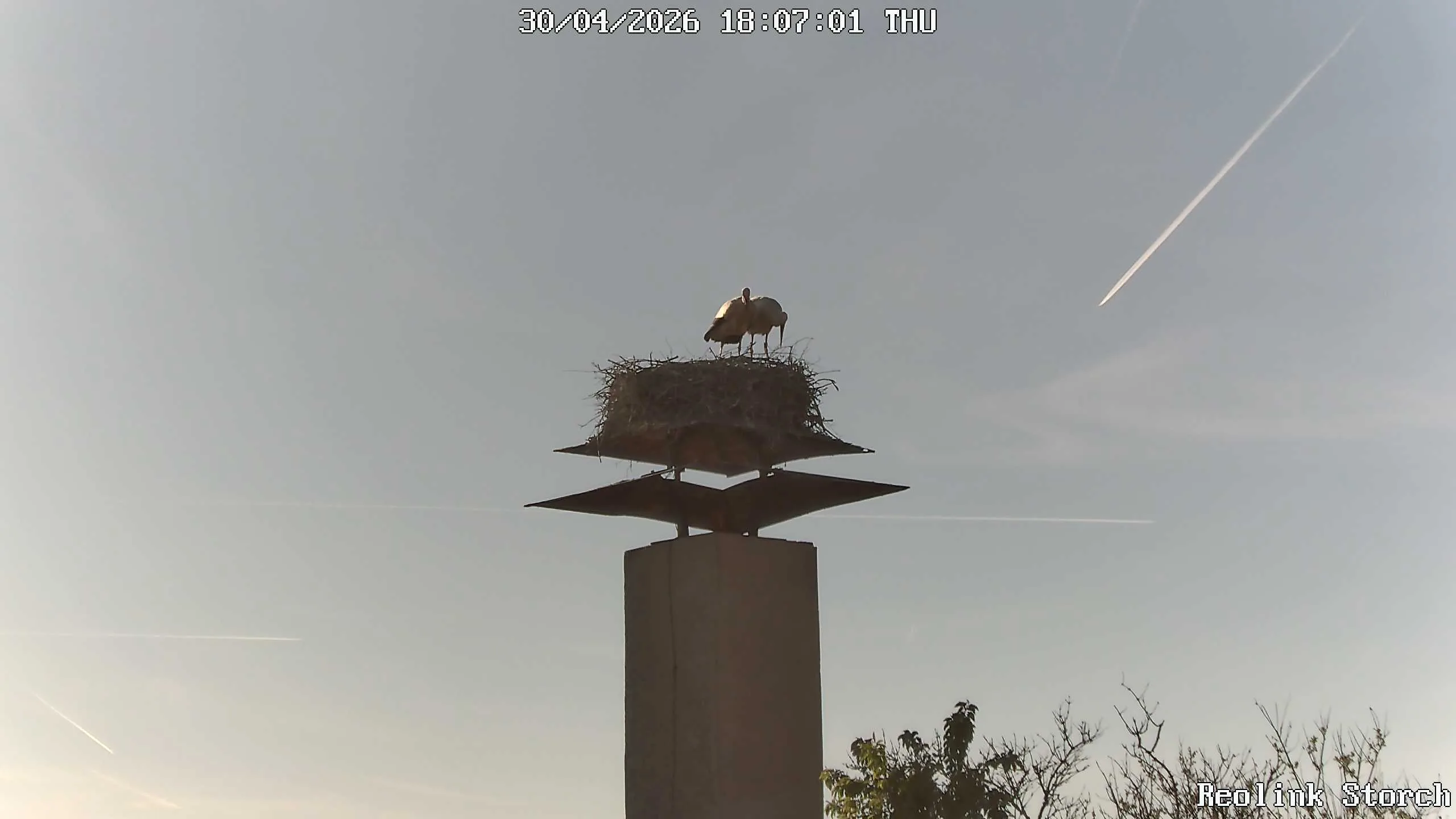 Storchencam Bild