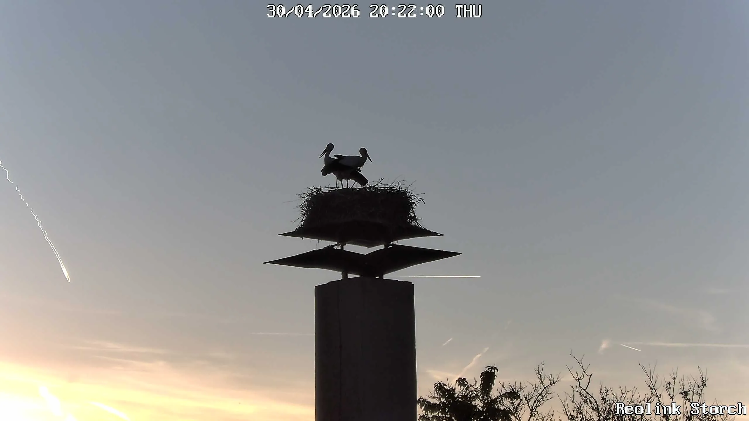 Storchencam Bild