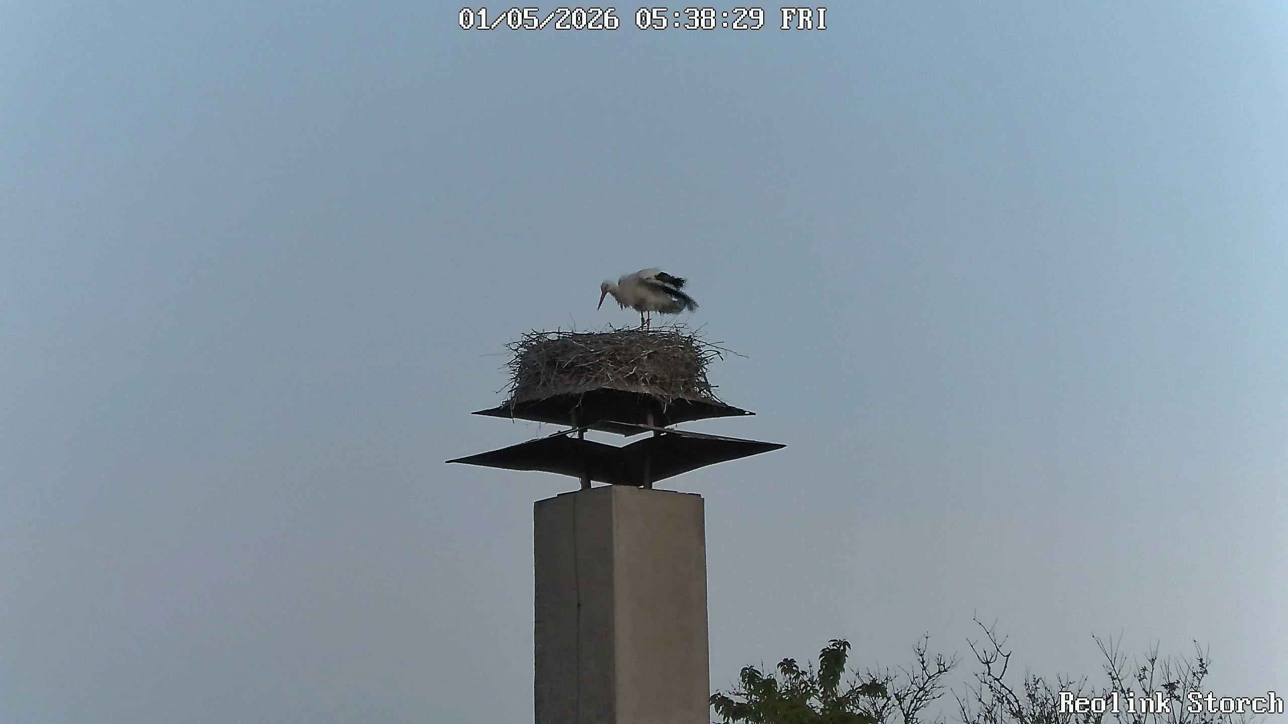 Storchencam Bild
