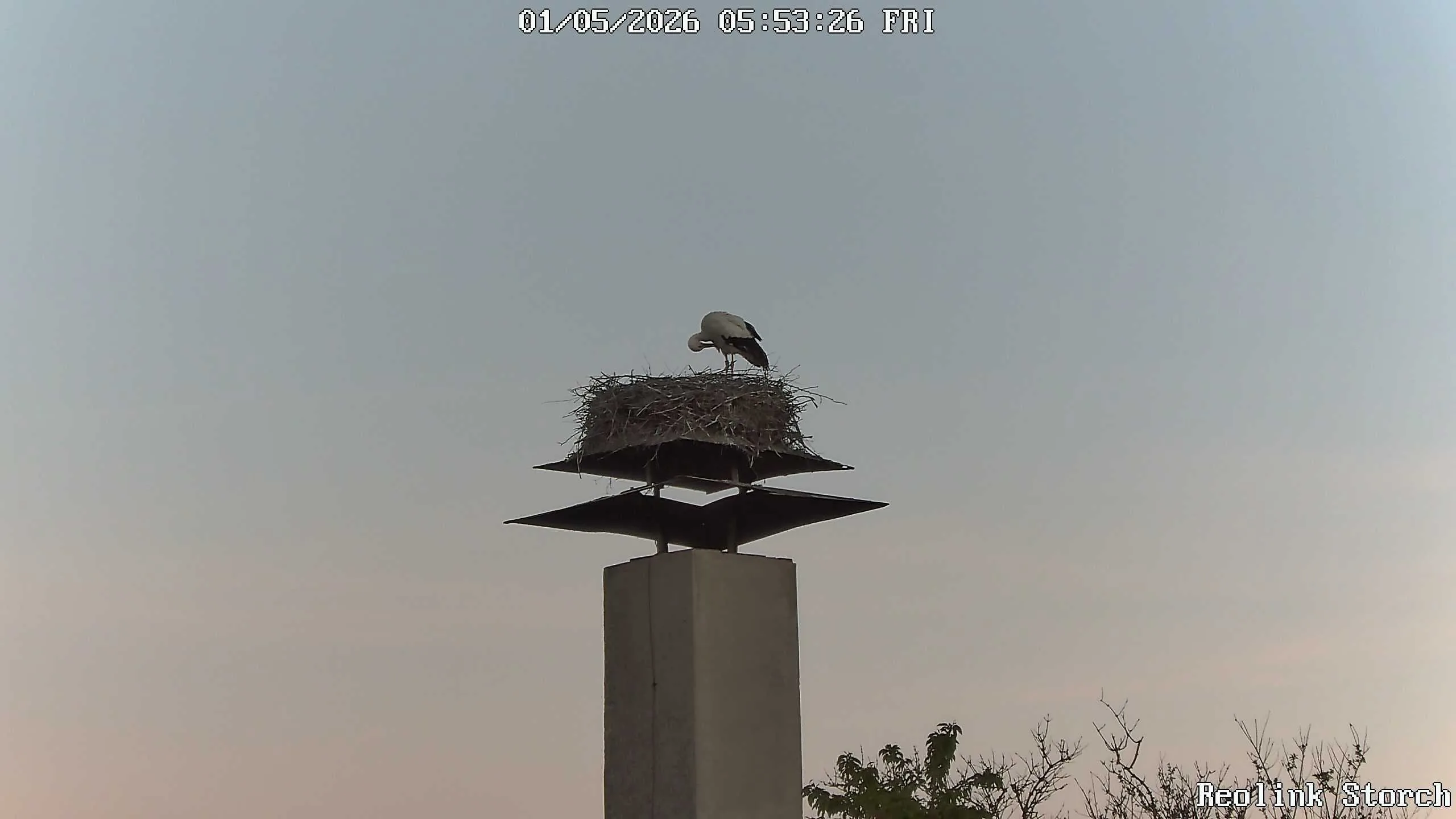 Storchencam Bild