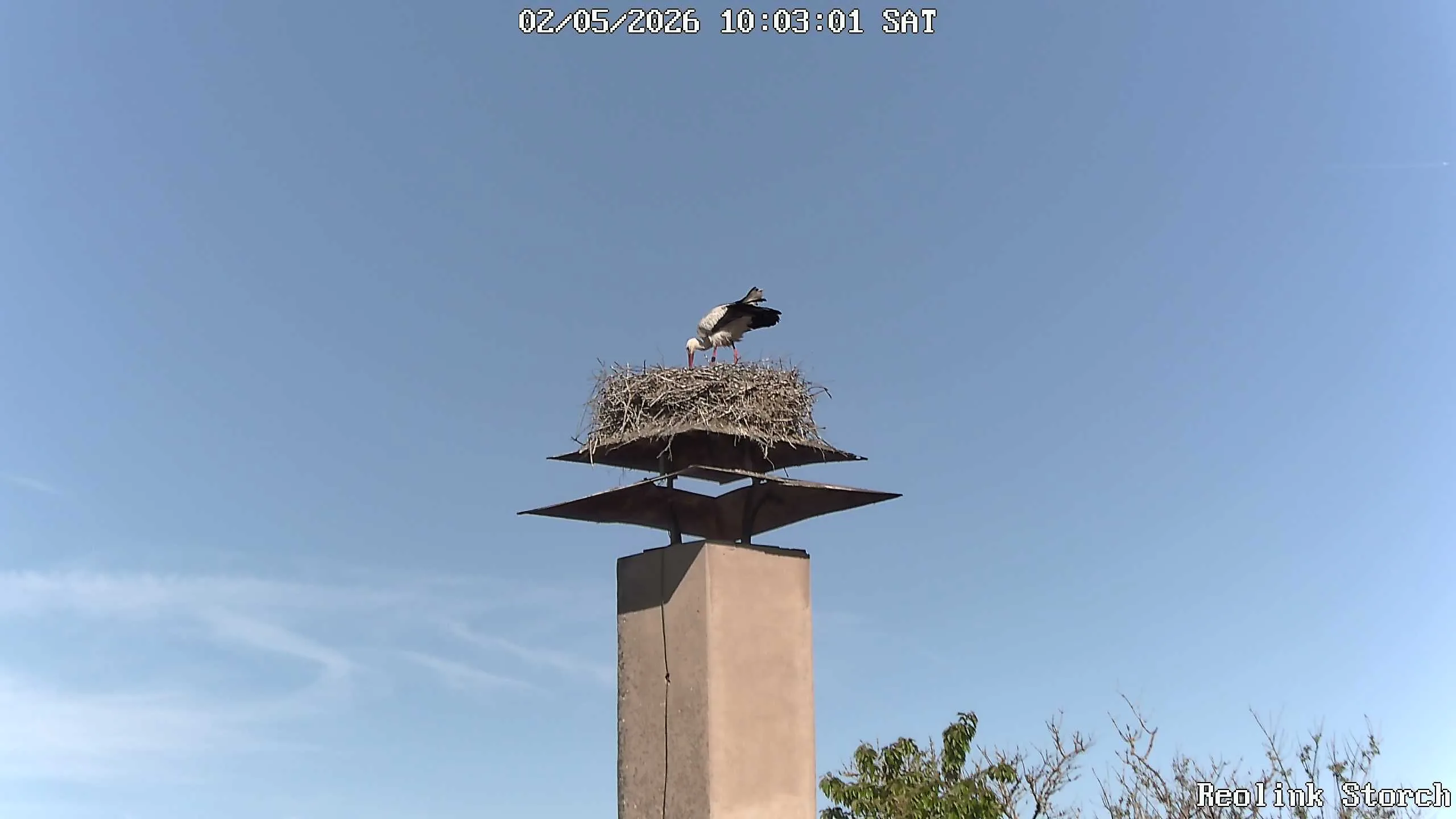 Storchencam Bild