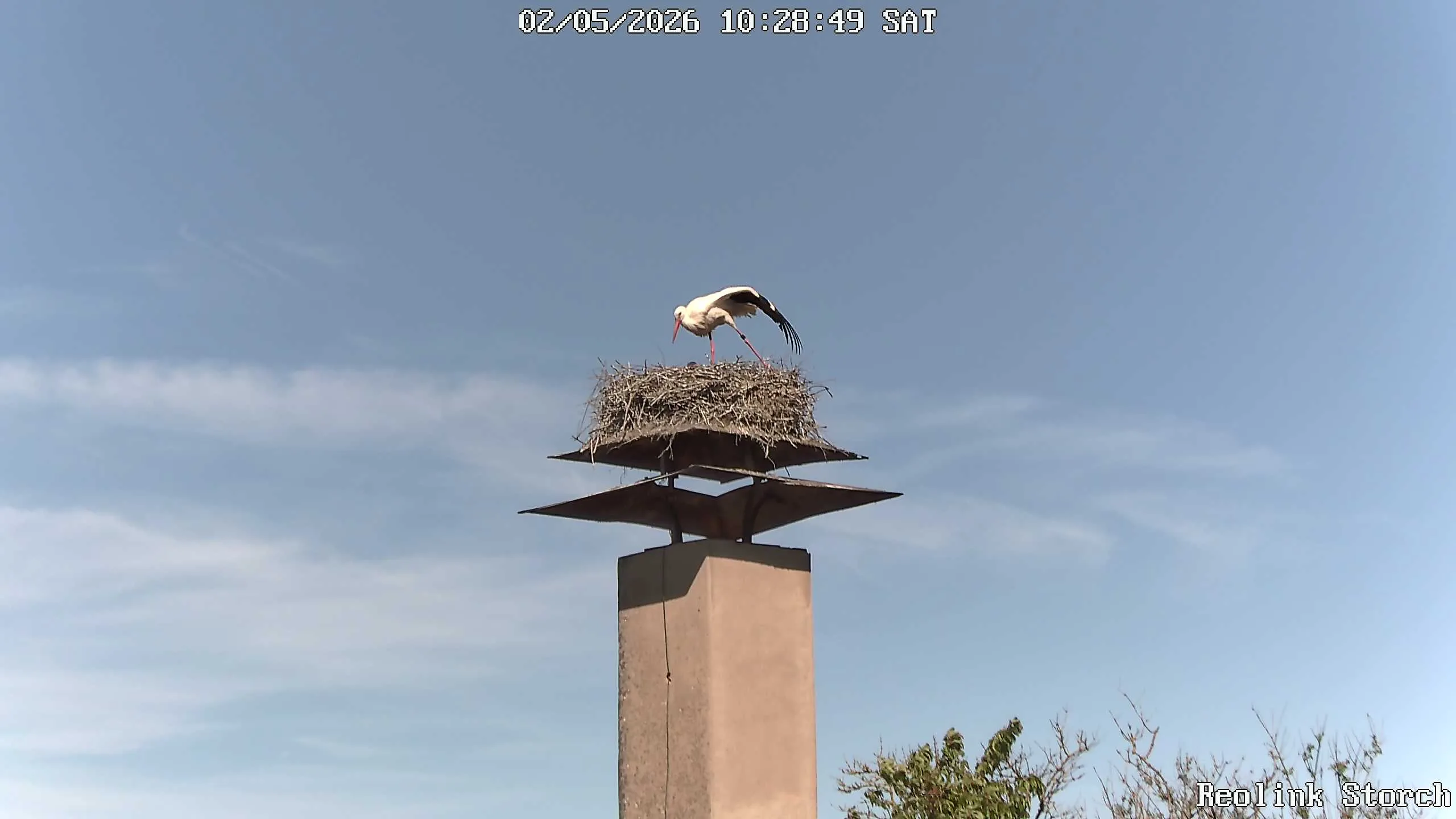 Storchencam Bild