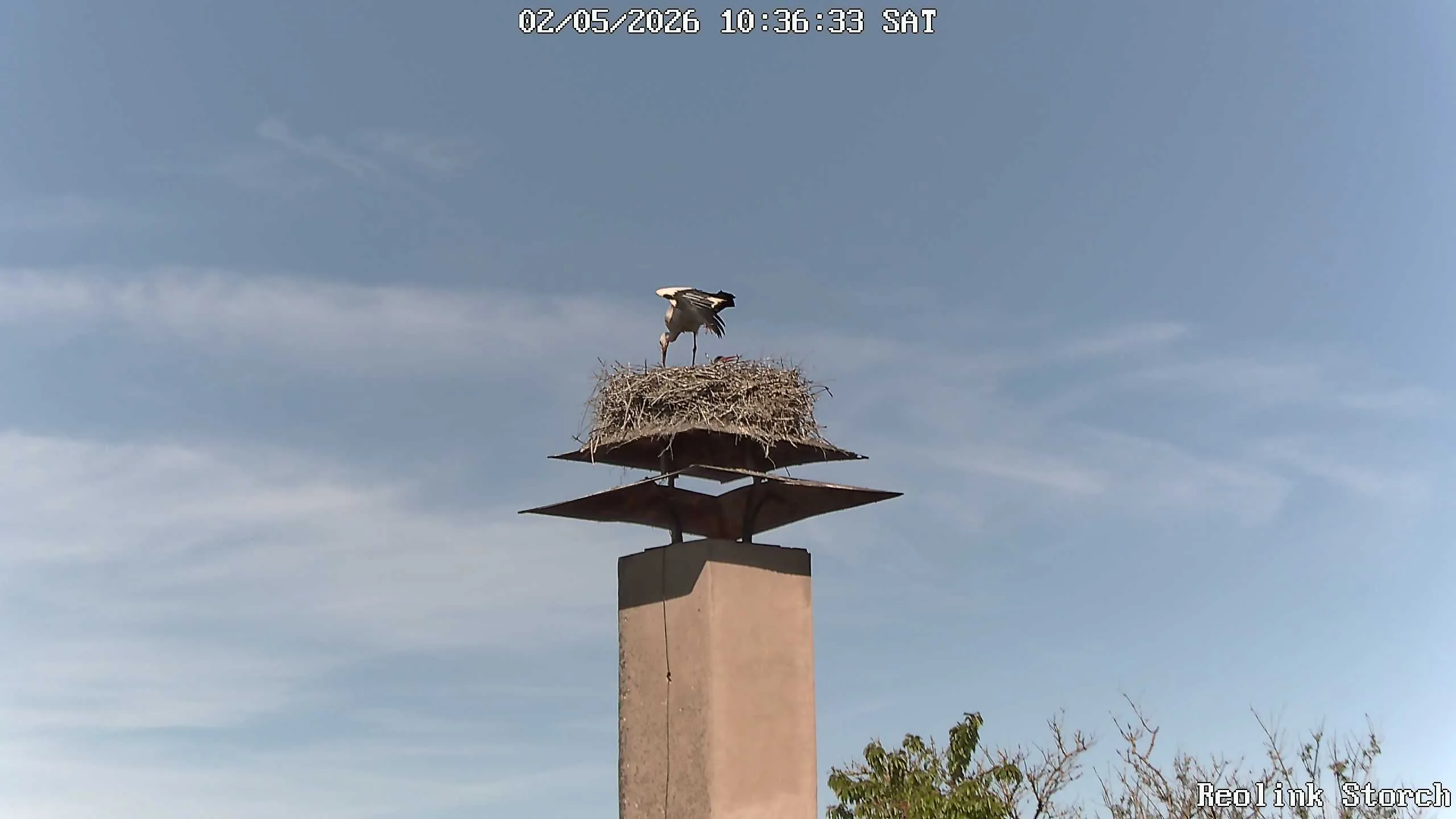 Storchencam Bild