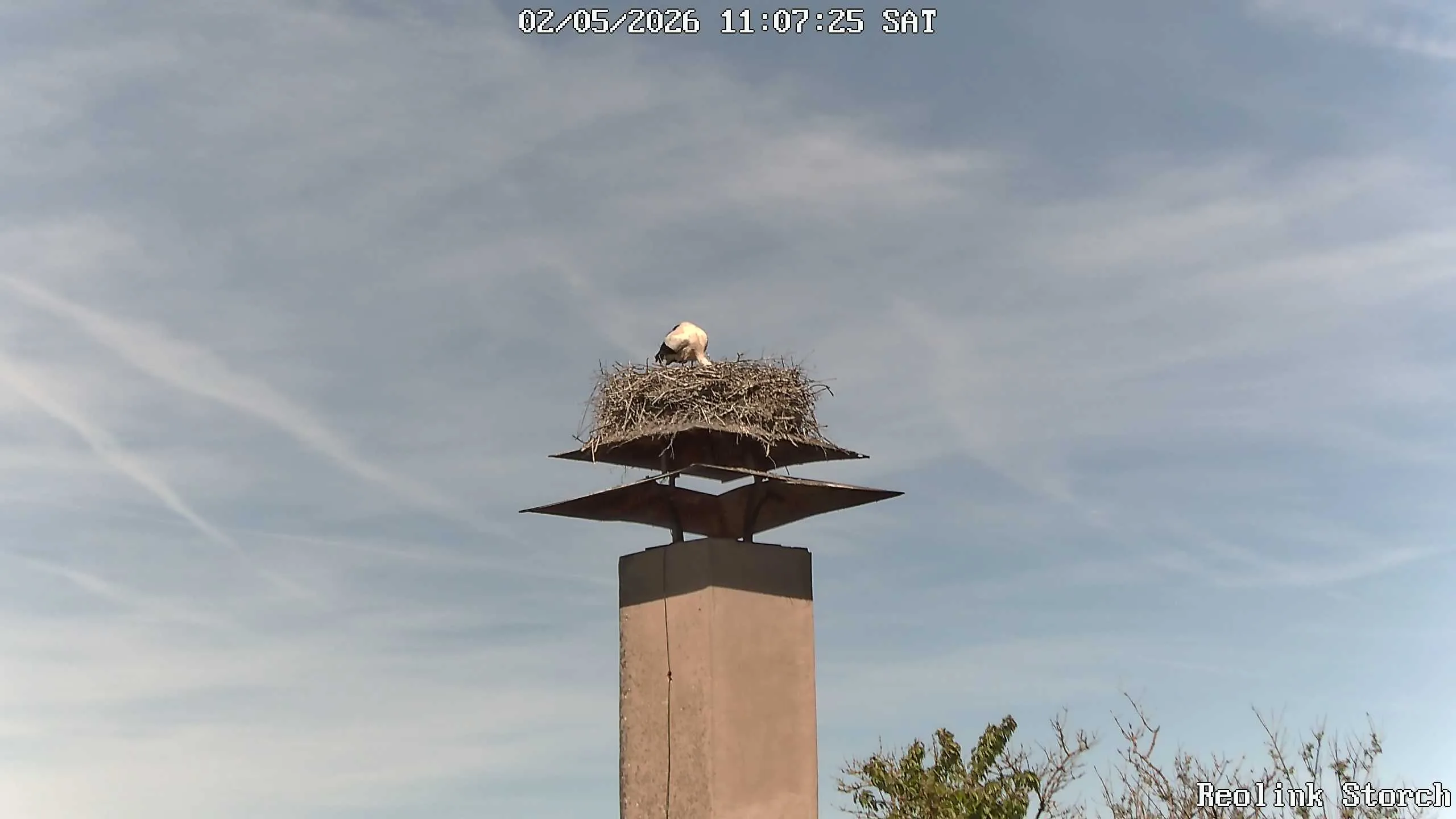 Storchencam Bild