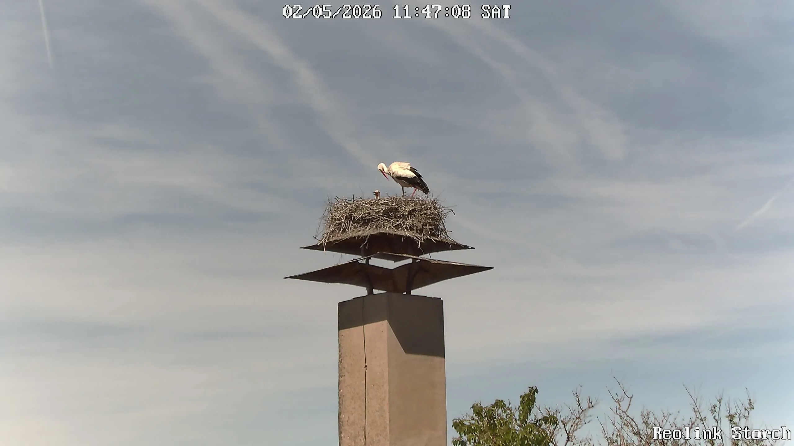 Storchencam Bild