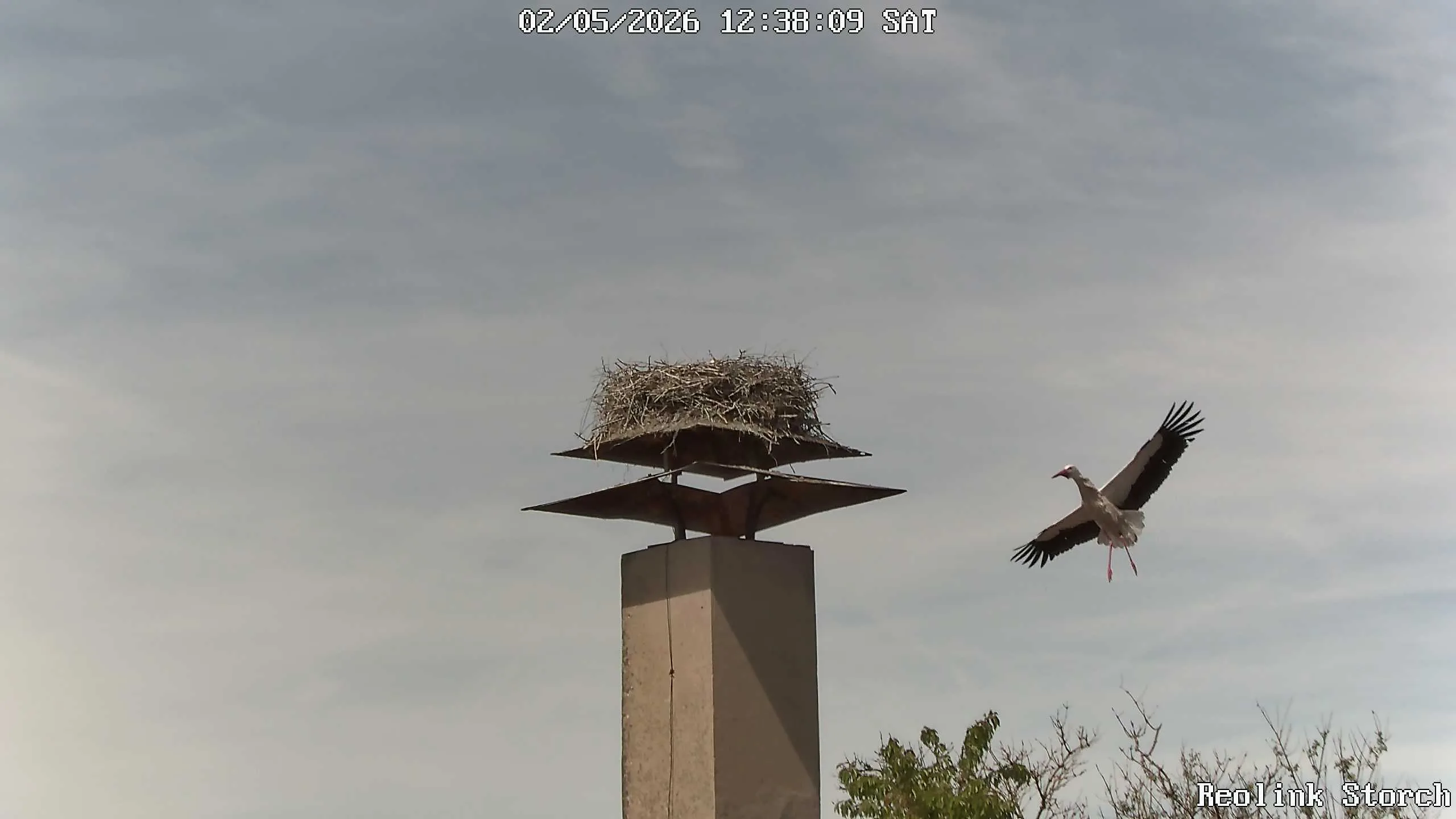 Storchencam Bild