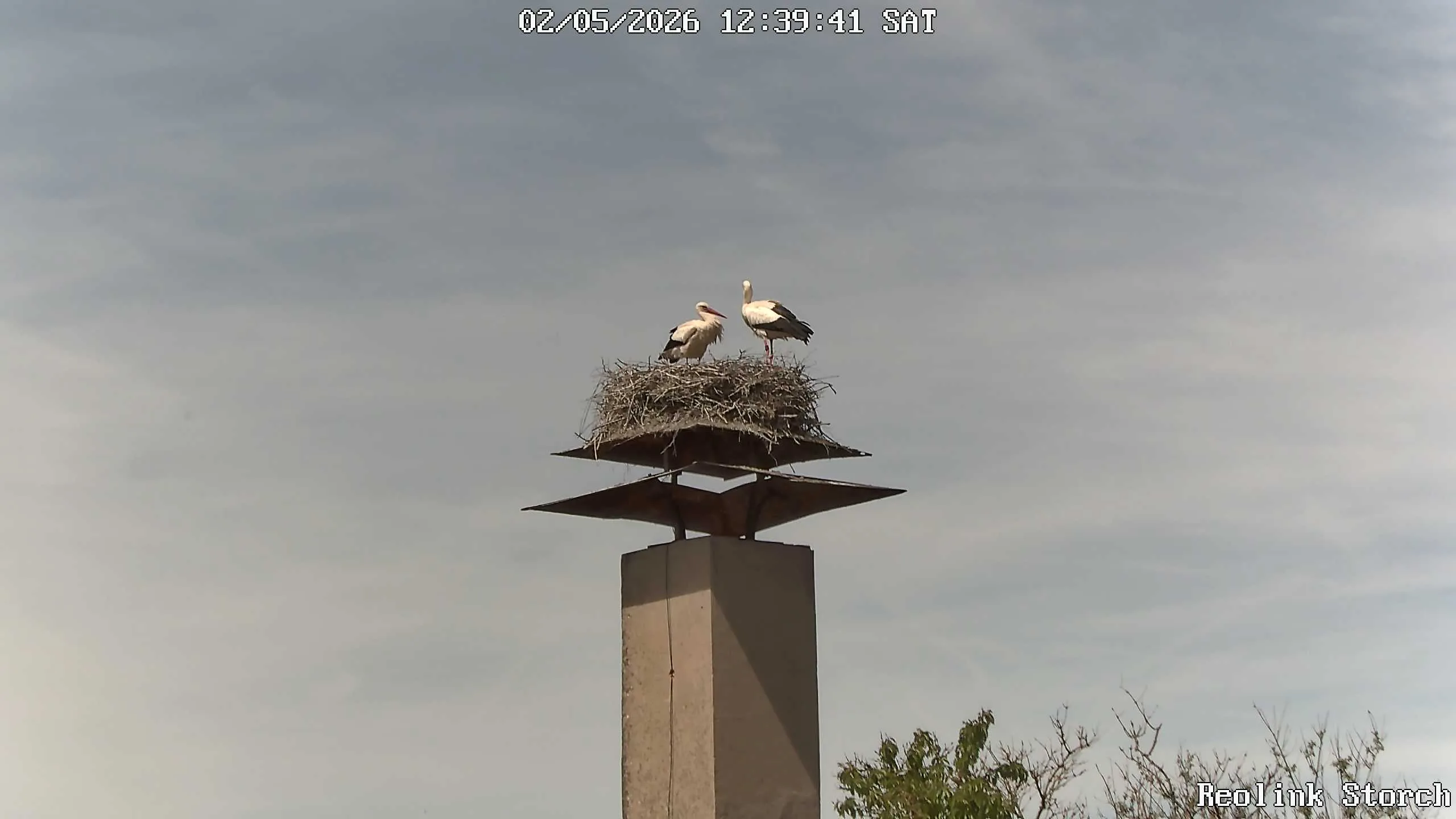 Storchencam Bild