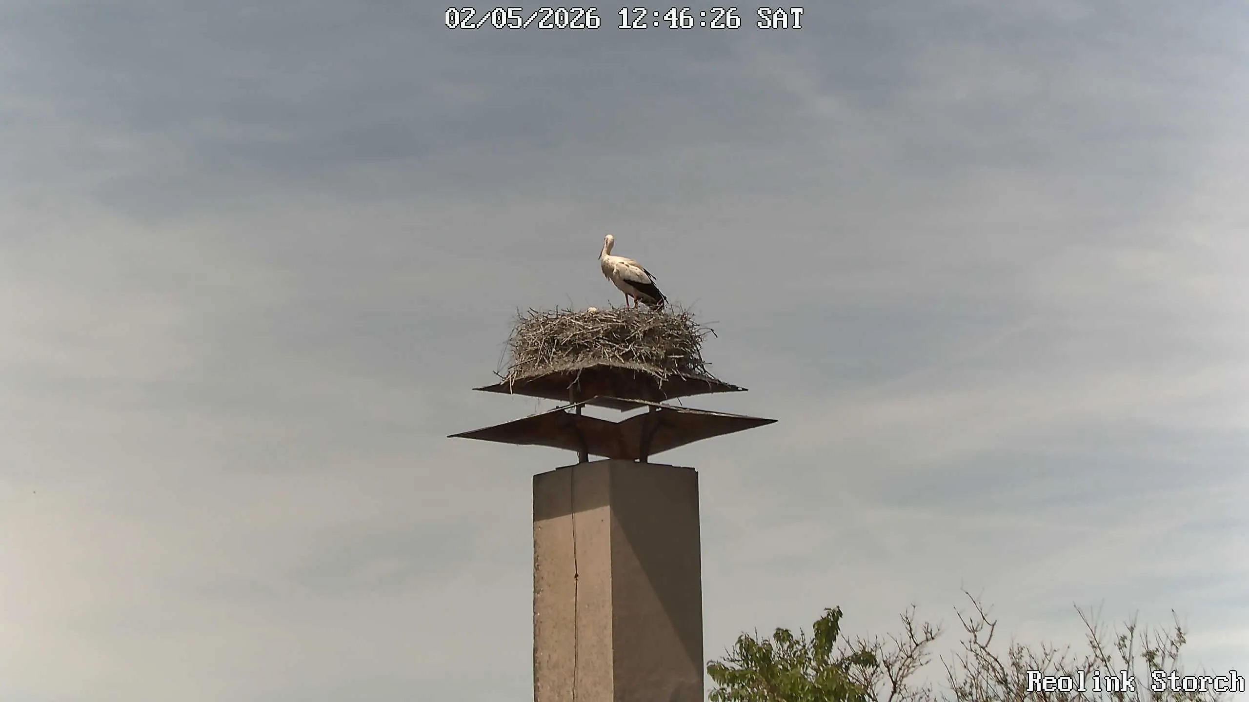 Storchencam Bild