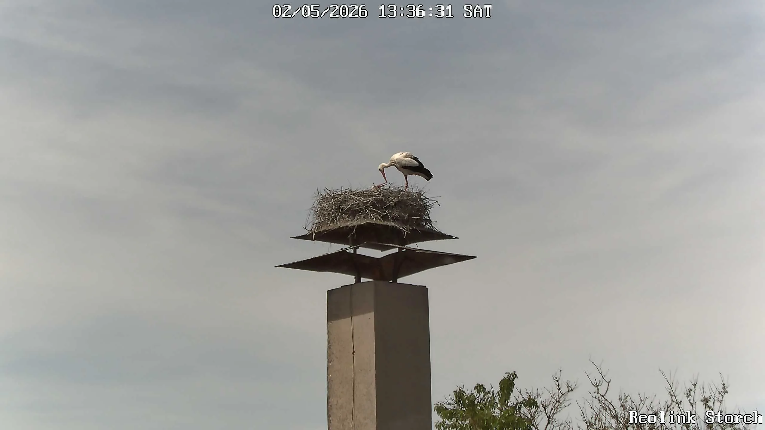 Storchencam Bild
