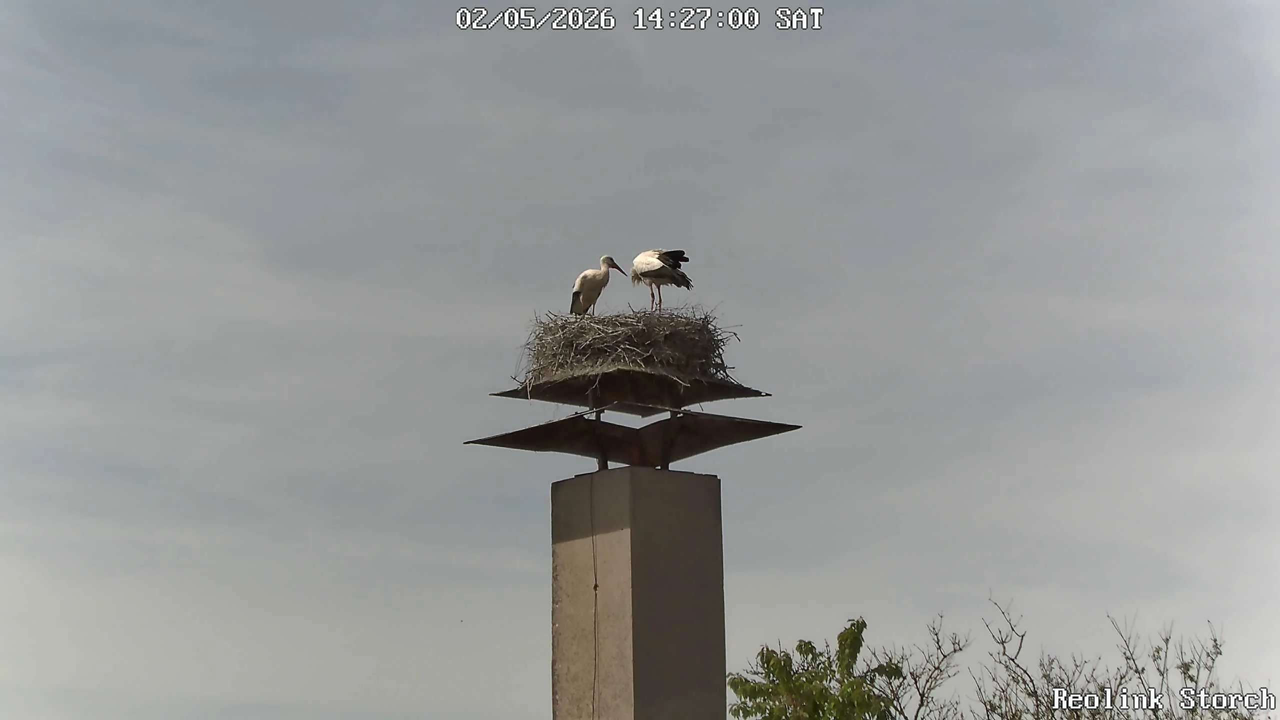 Storchencam Bild