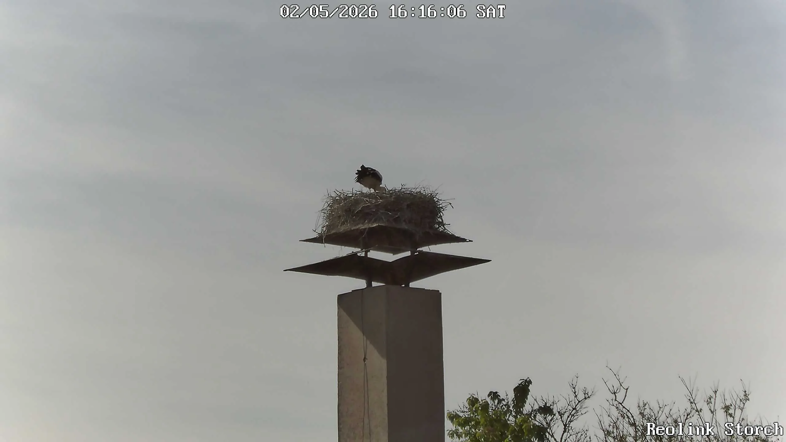 Storchencam Bild