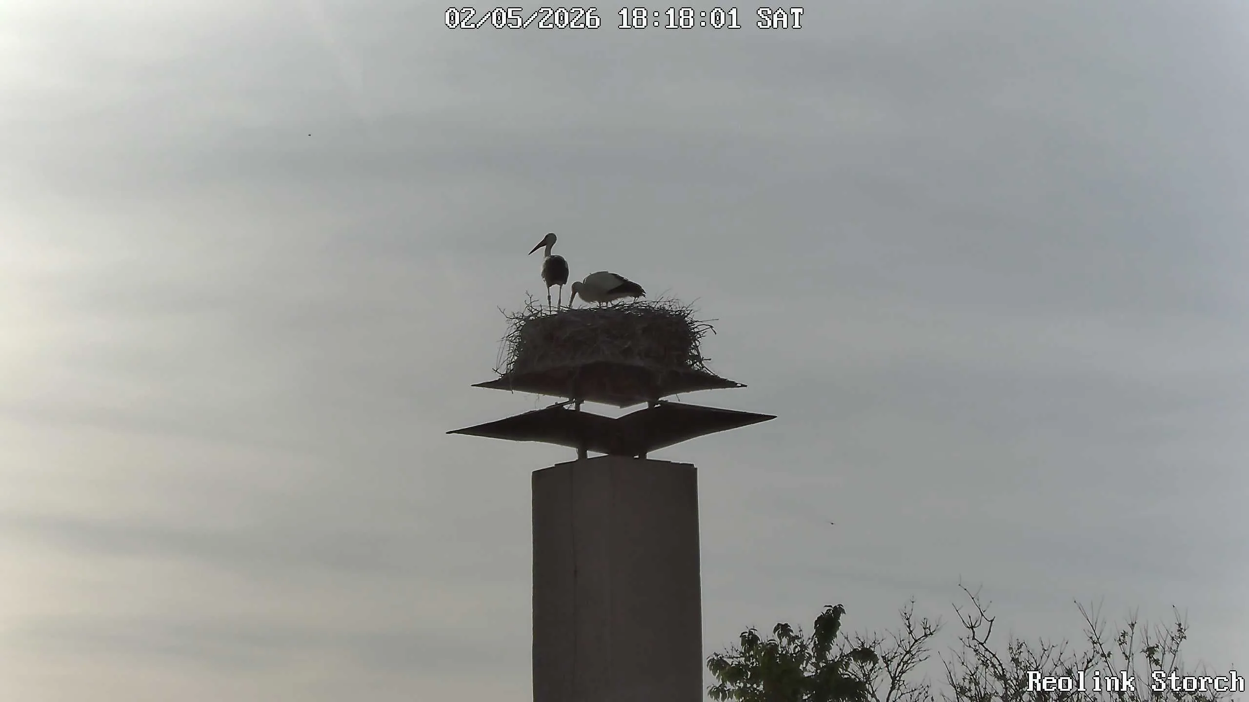 Storchencam Bild