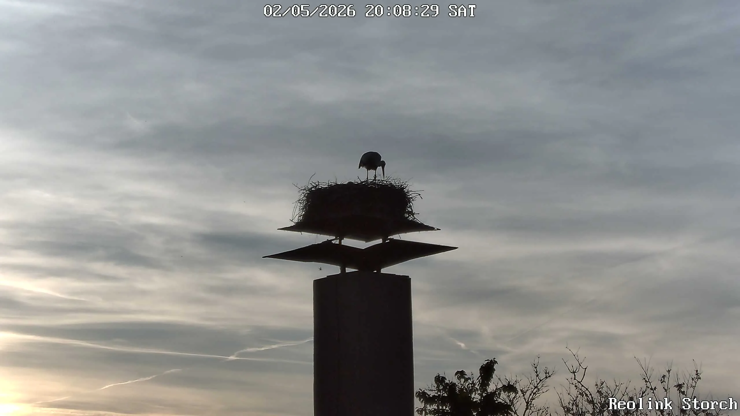 Storchencam Bild