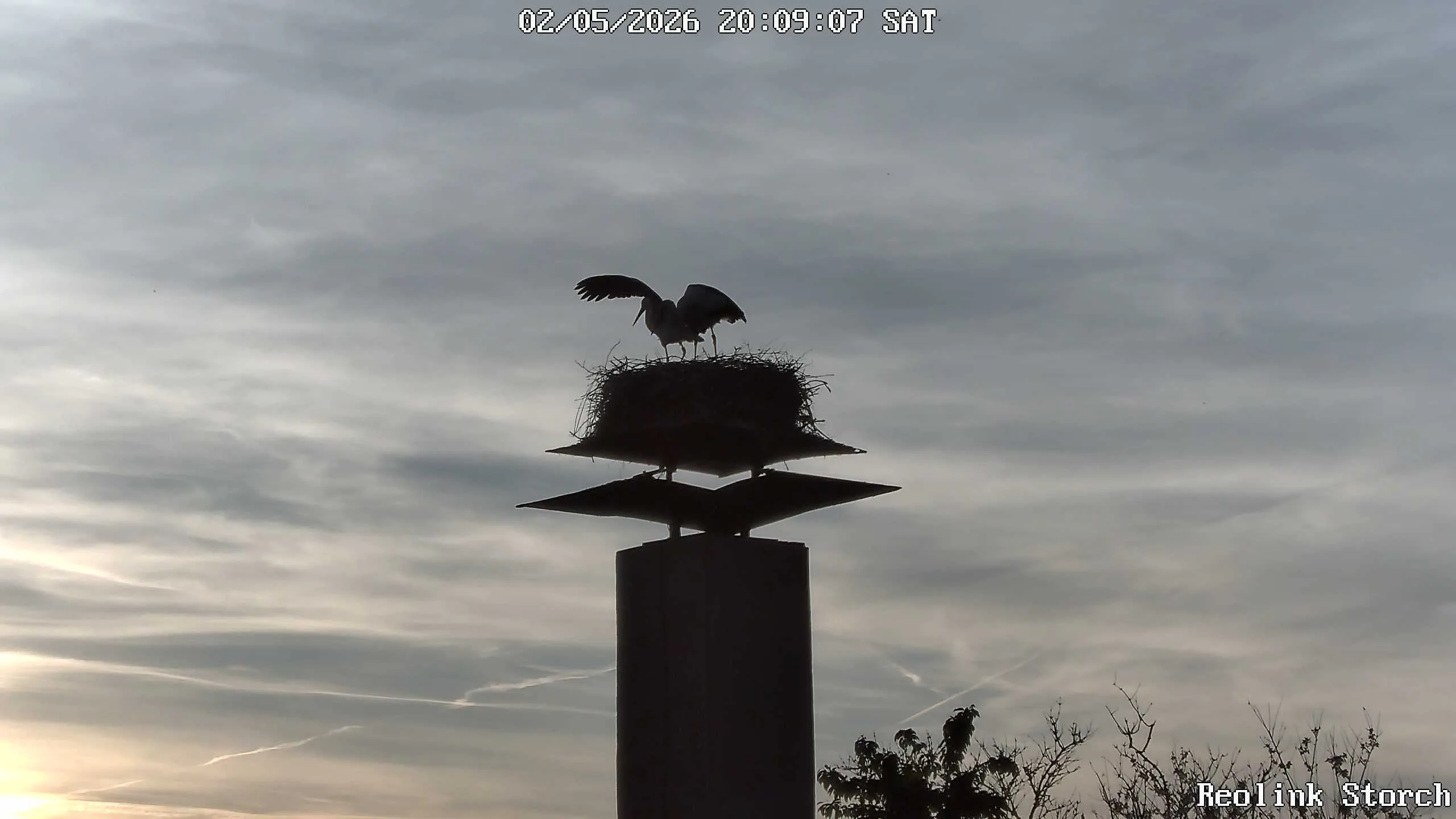 Storchencam Bild