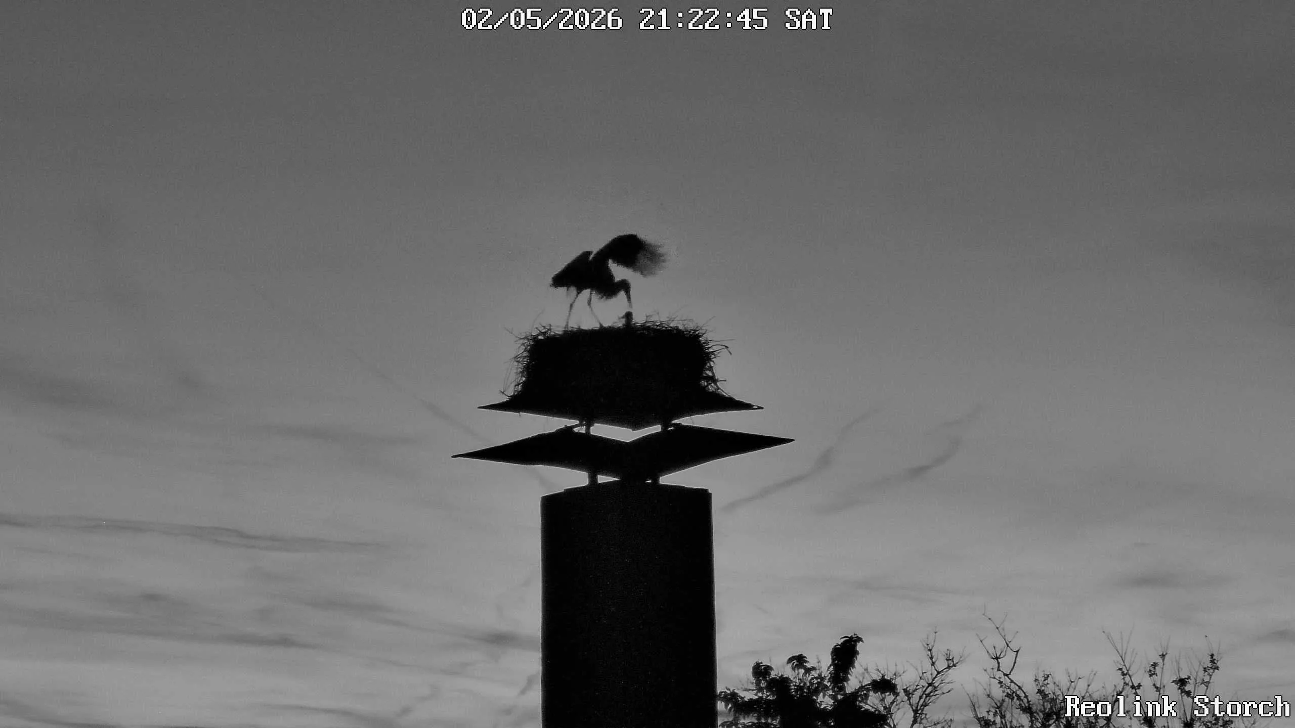 Storchencam Bild