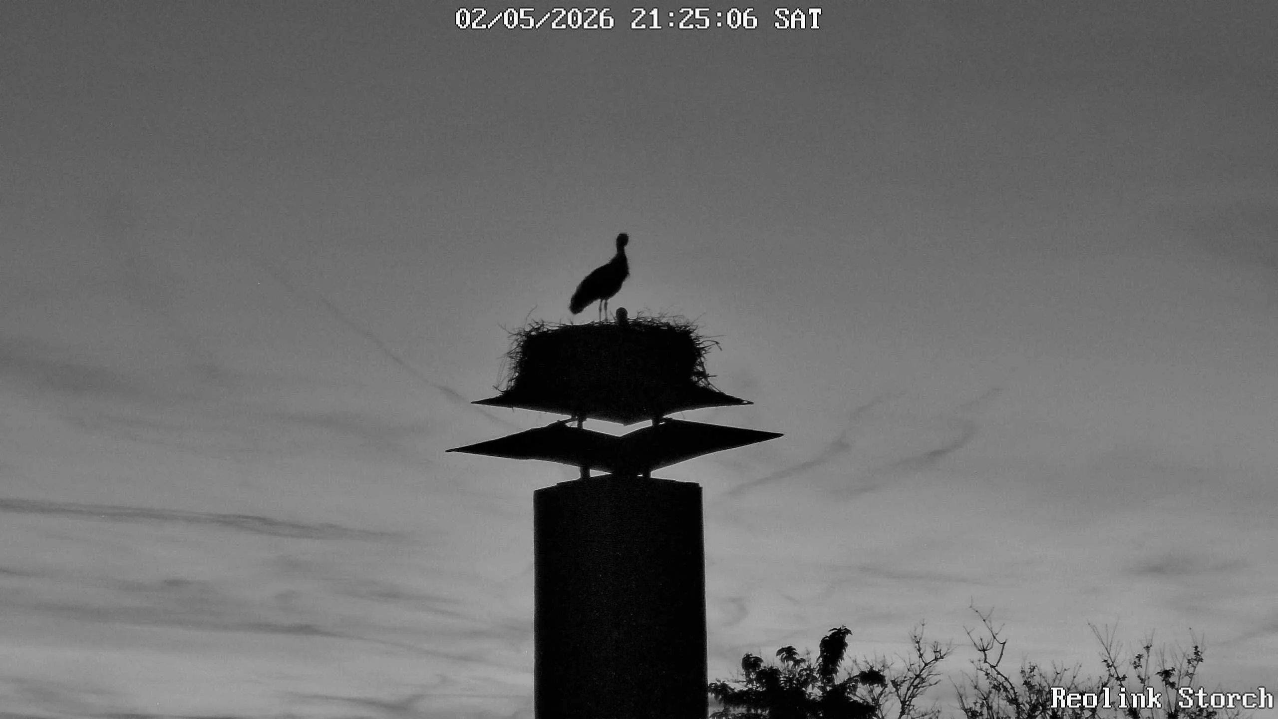 Storchencam Bild