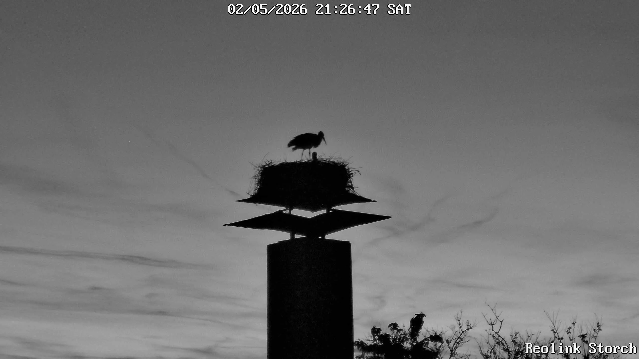 Storchencam Bild