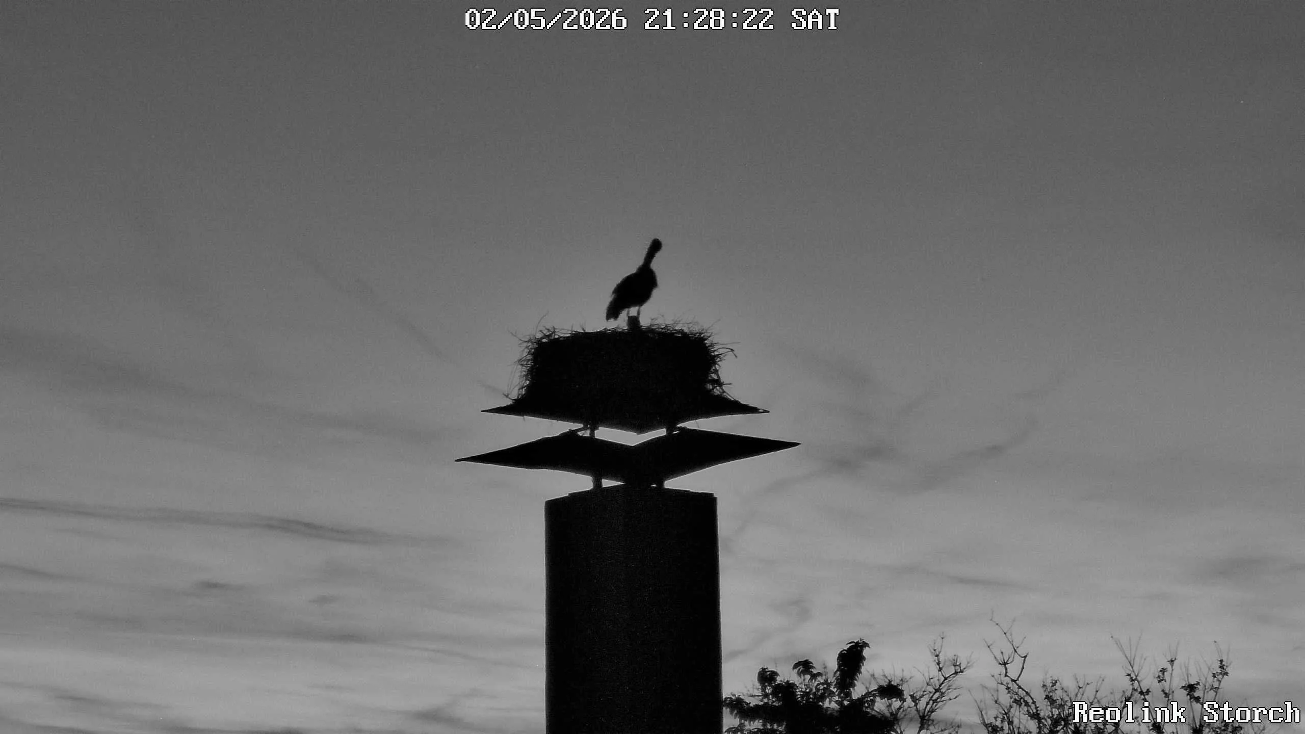 Storchencam Bild