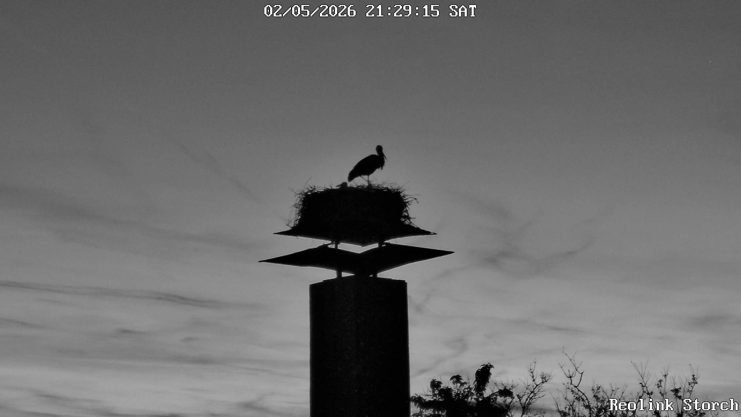 Storchencam Bild