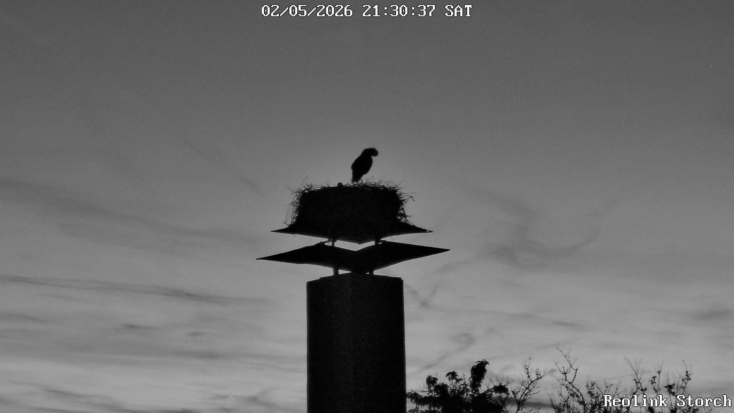Storchencam Bild