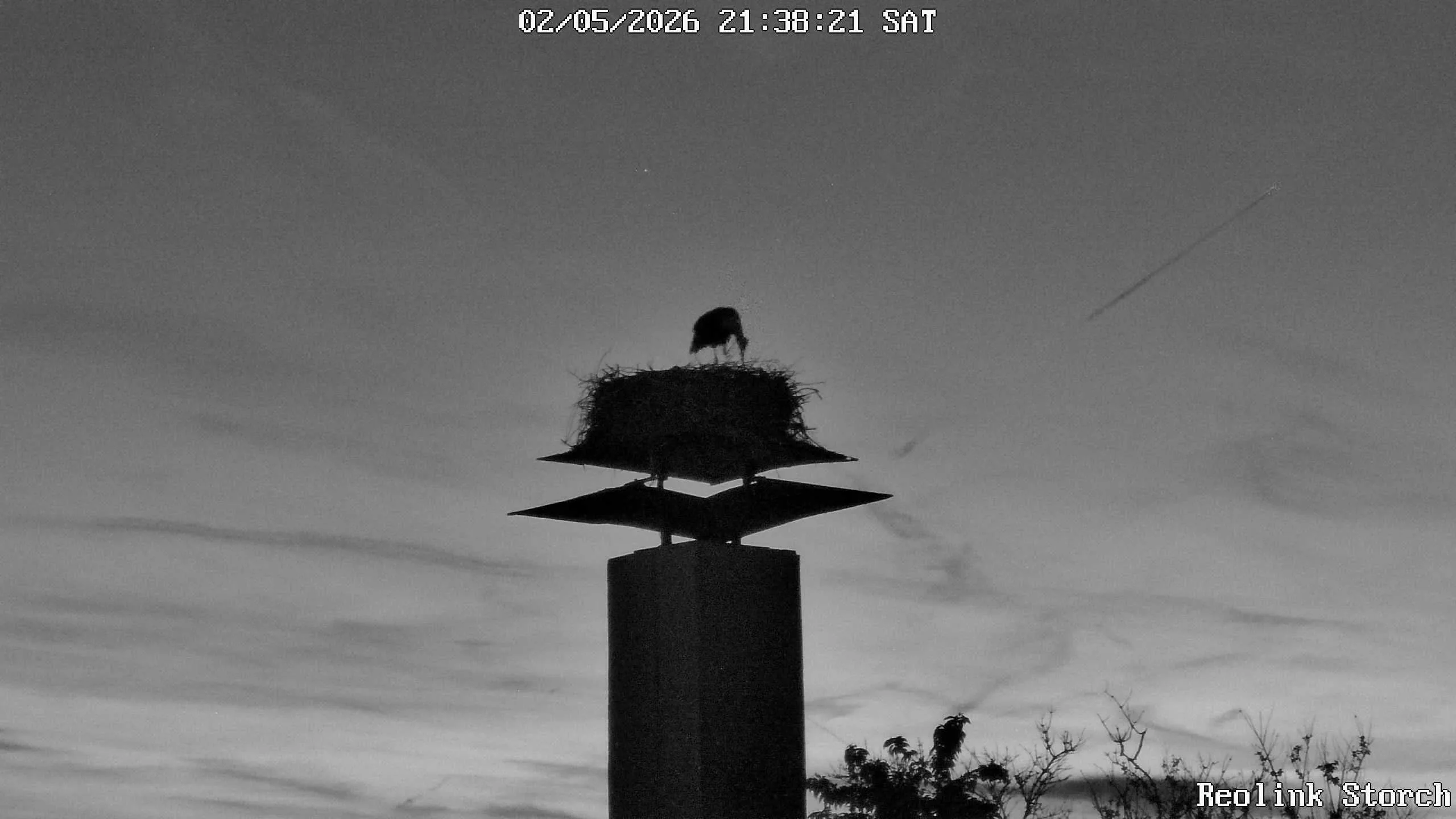 Storchencam Bild