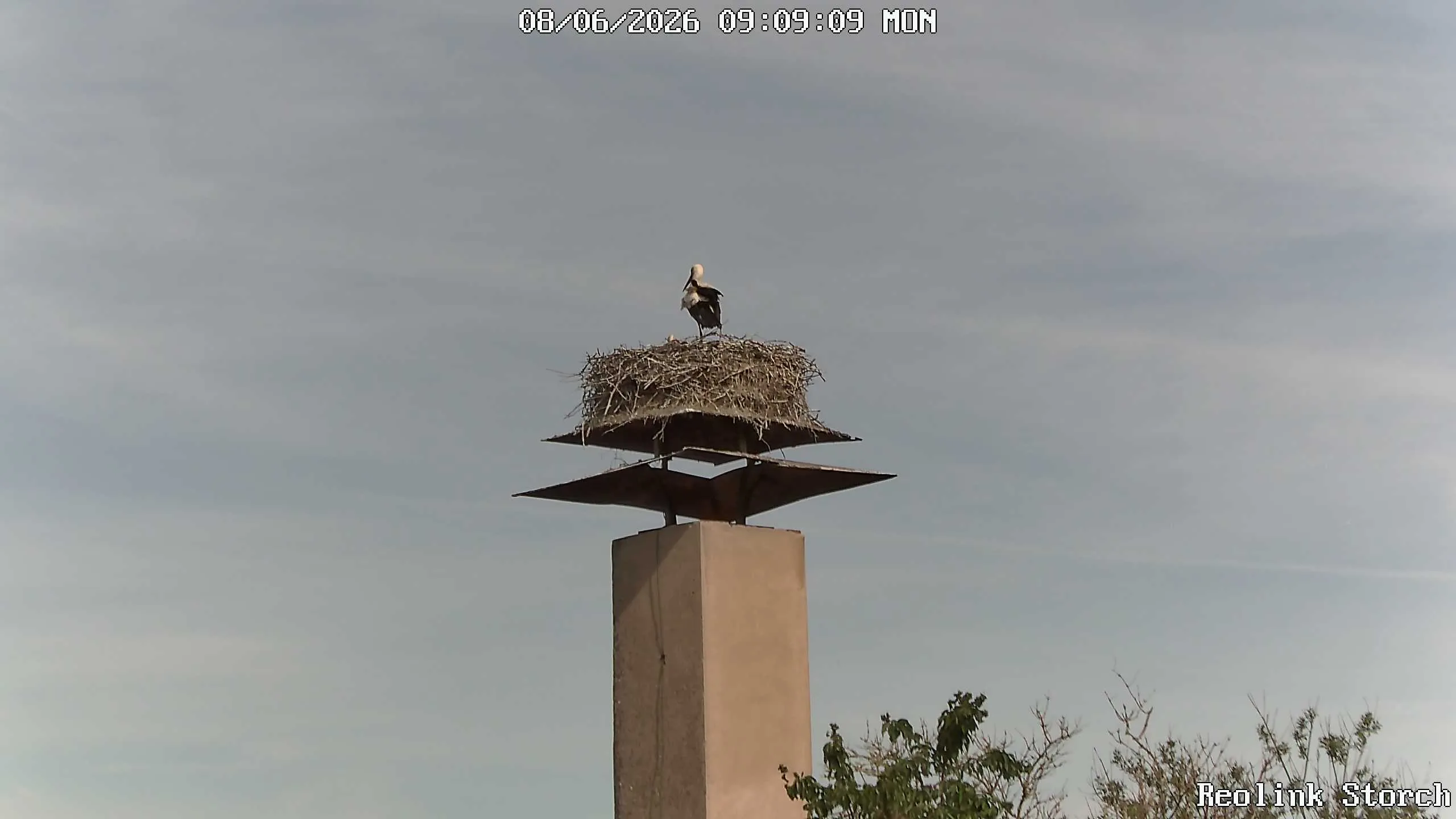 Storchencam Bild