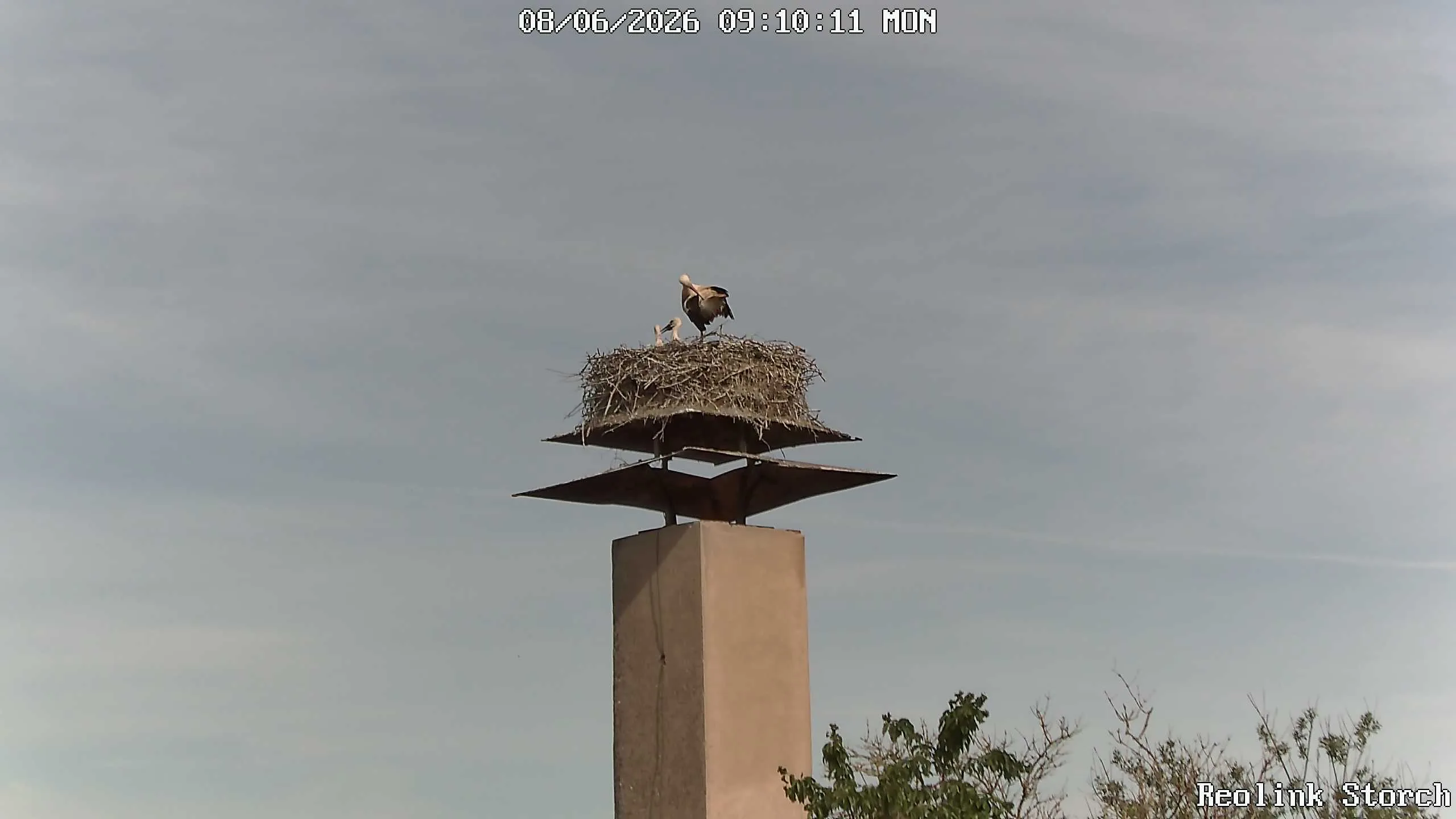 Storchencam Bild