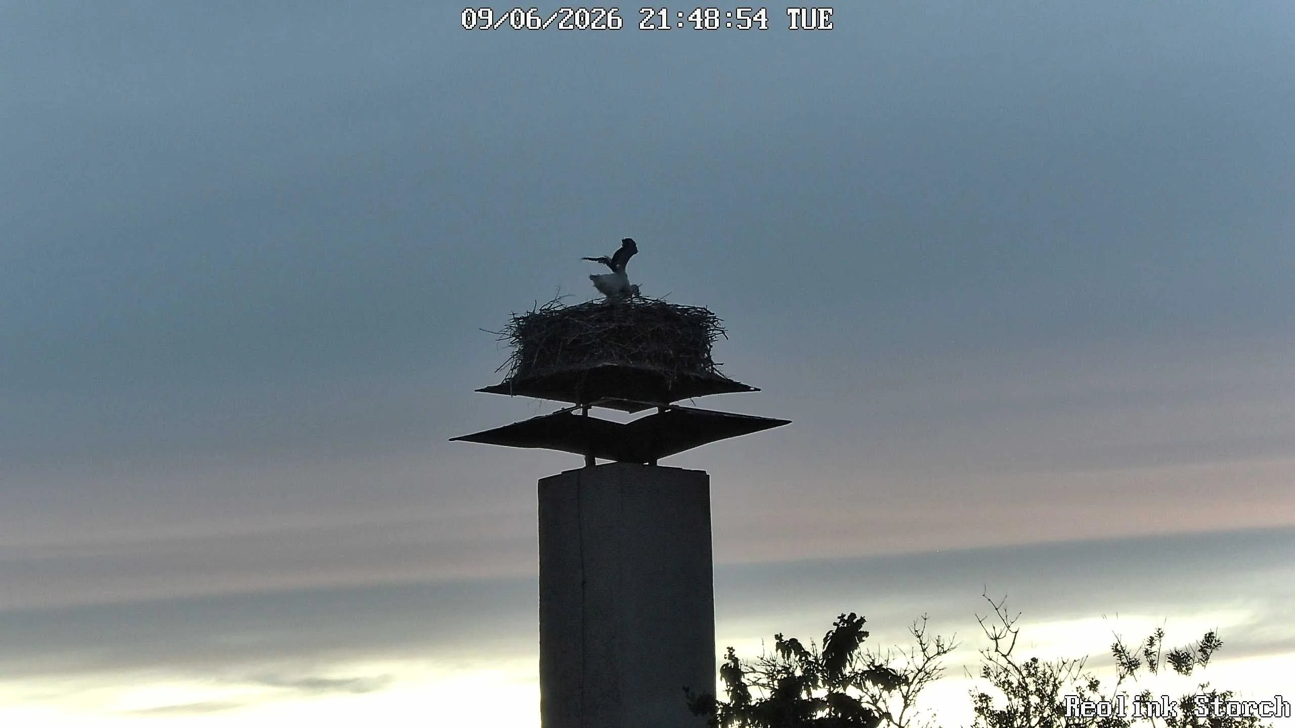 Storchencam Bild