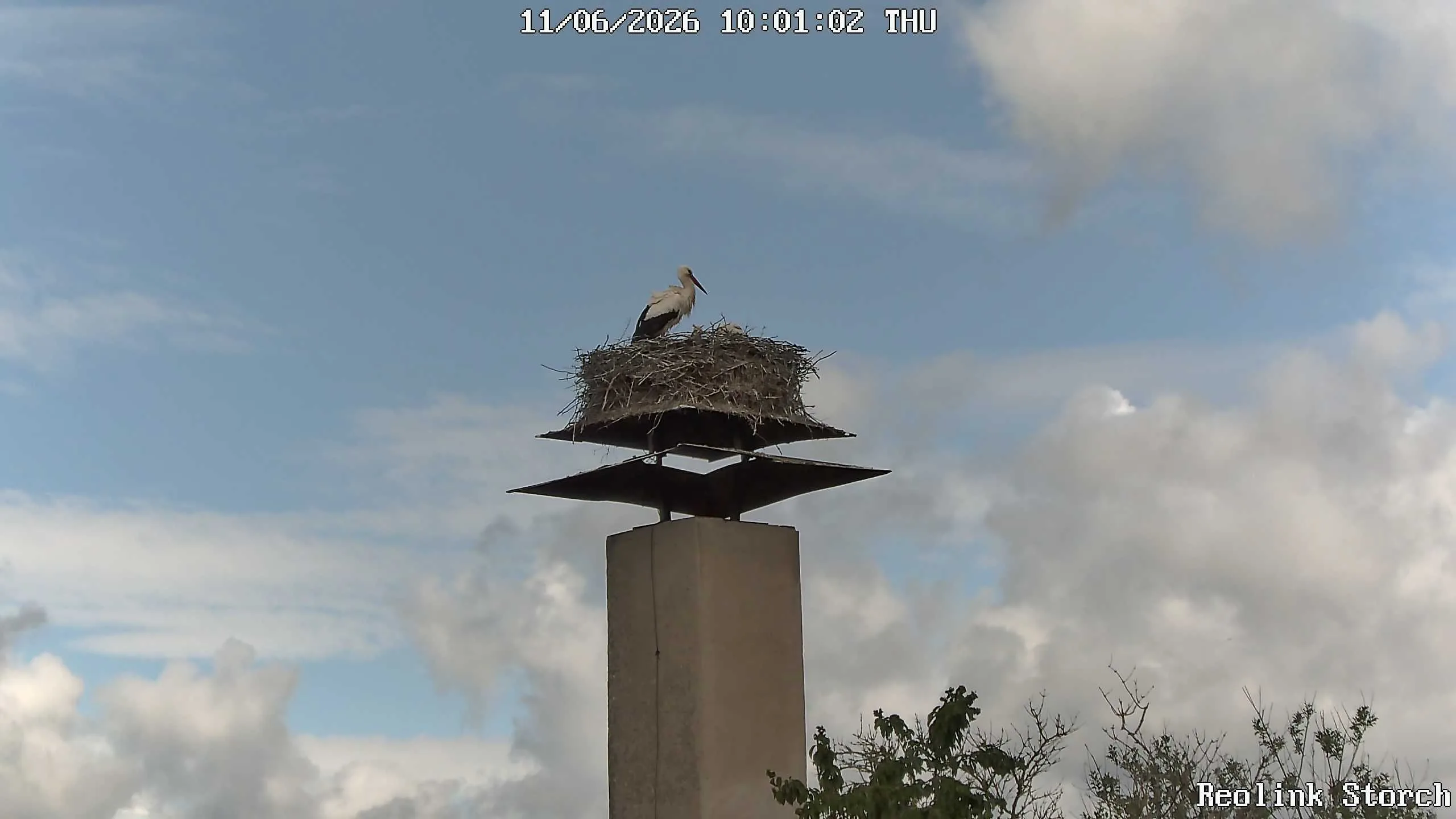 Storchencam Bild