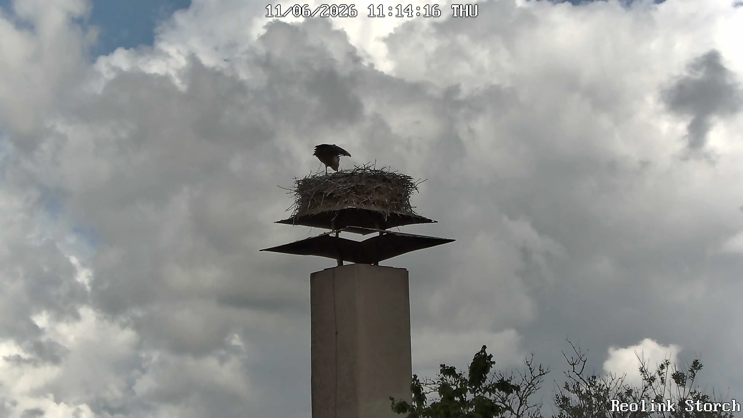 Storchencam Bild