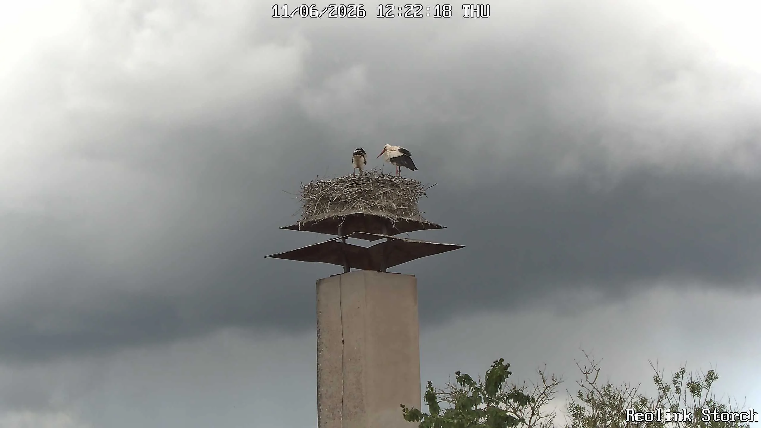 Storchencam Bild