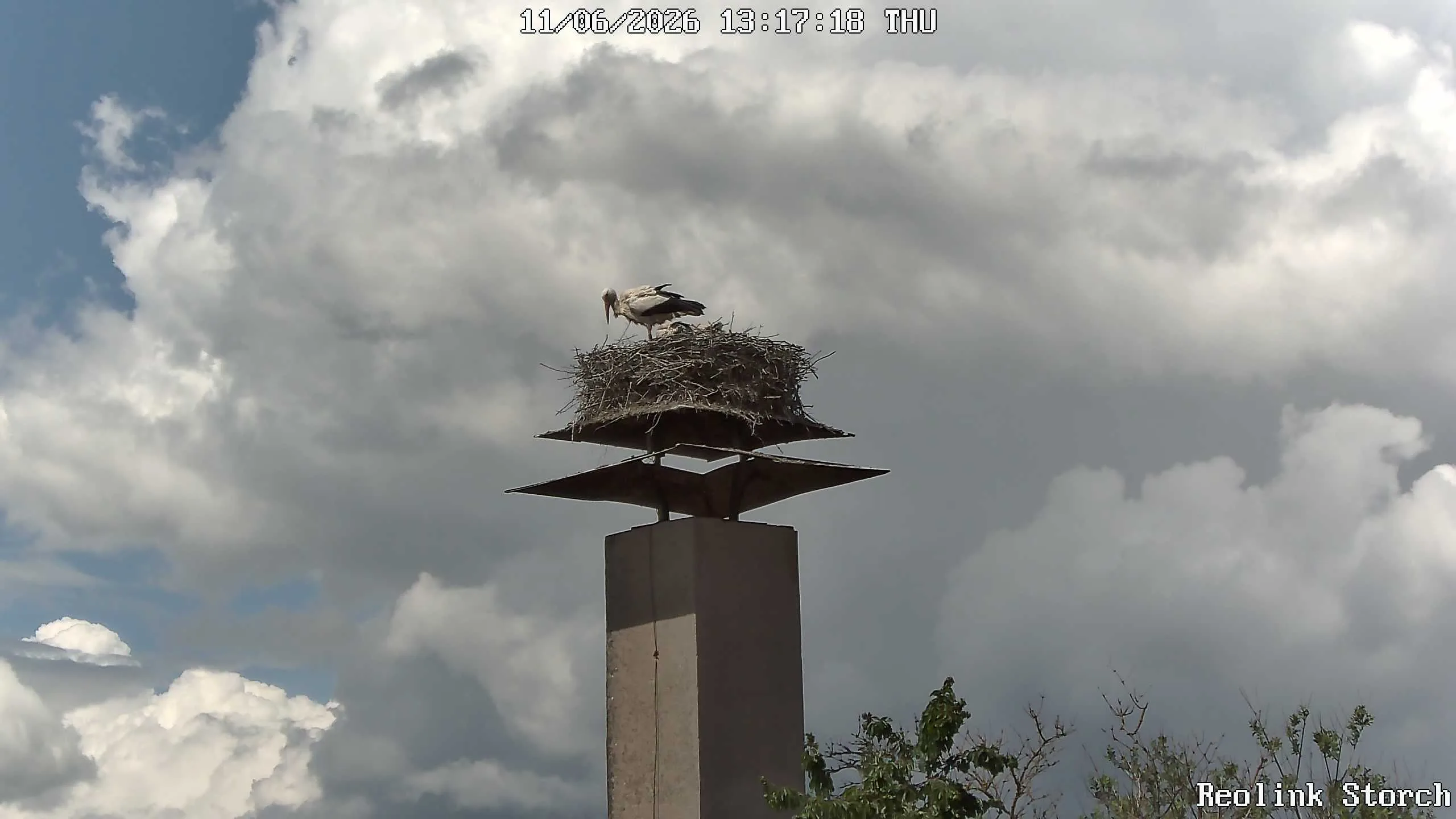 Storchencam Bild