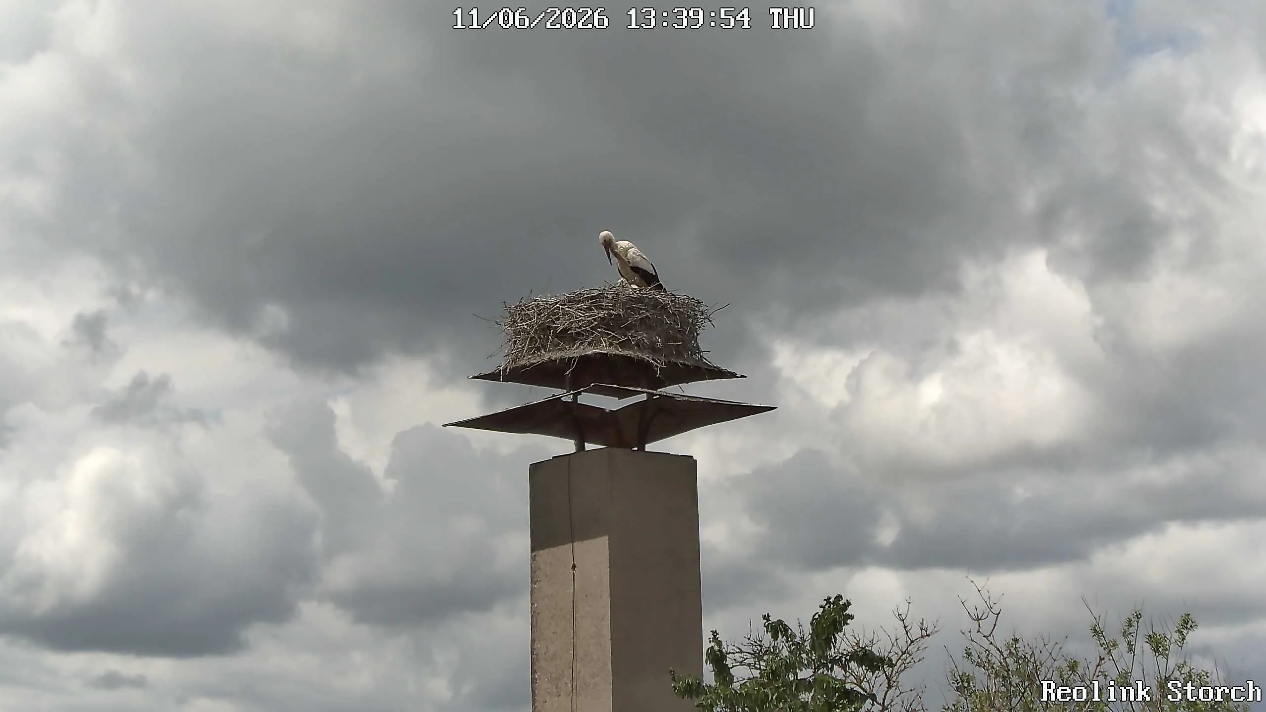 Storchencam Bild