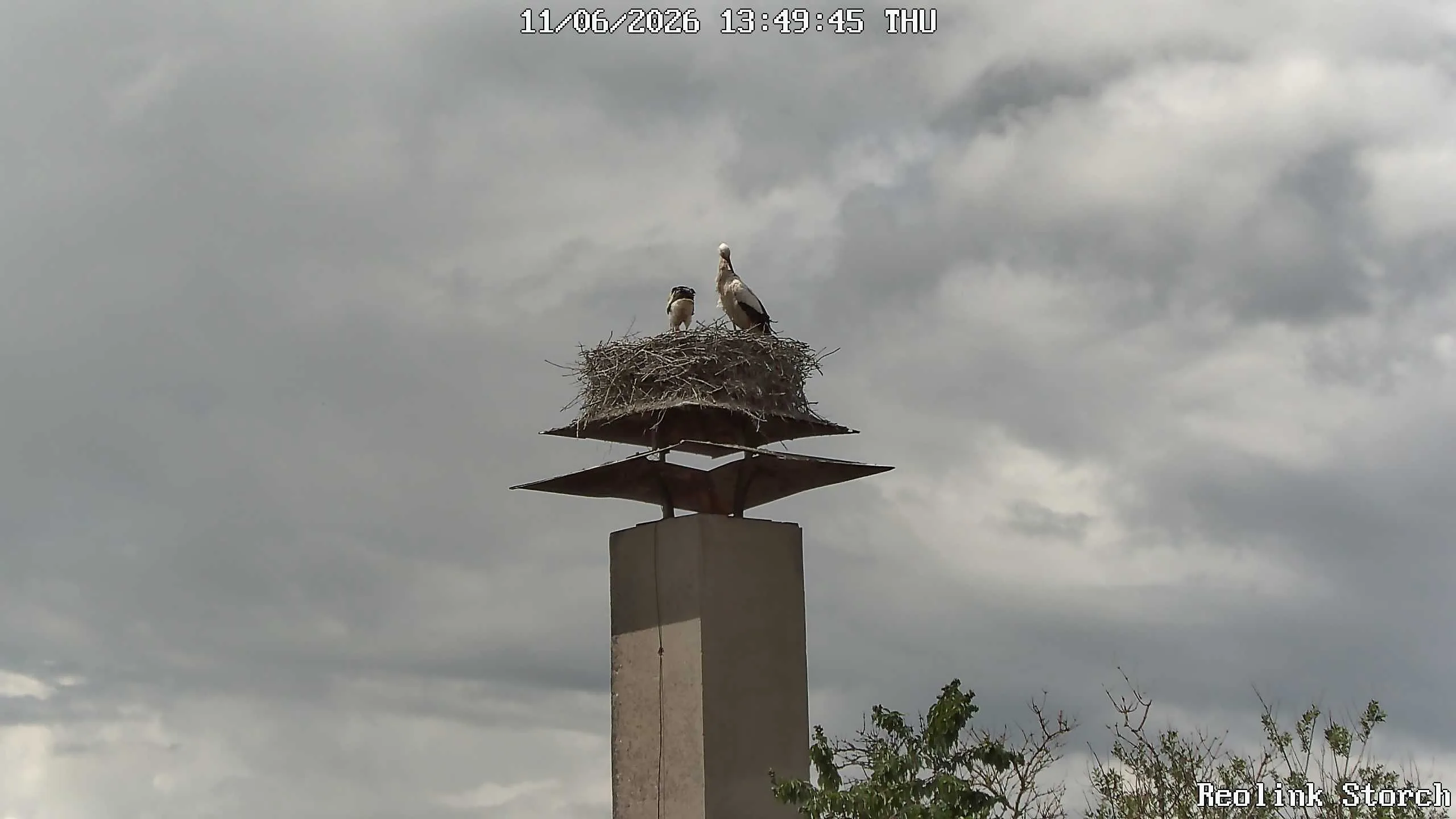 Storchencam Bild