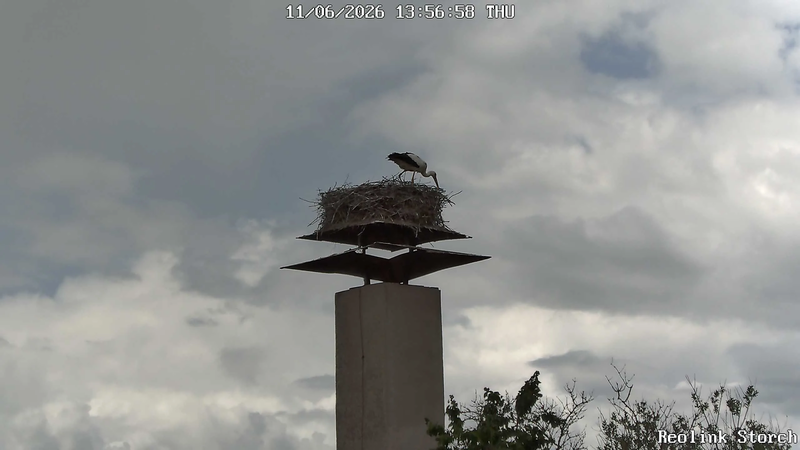 Storchencam Bild