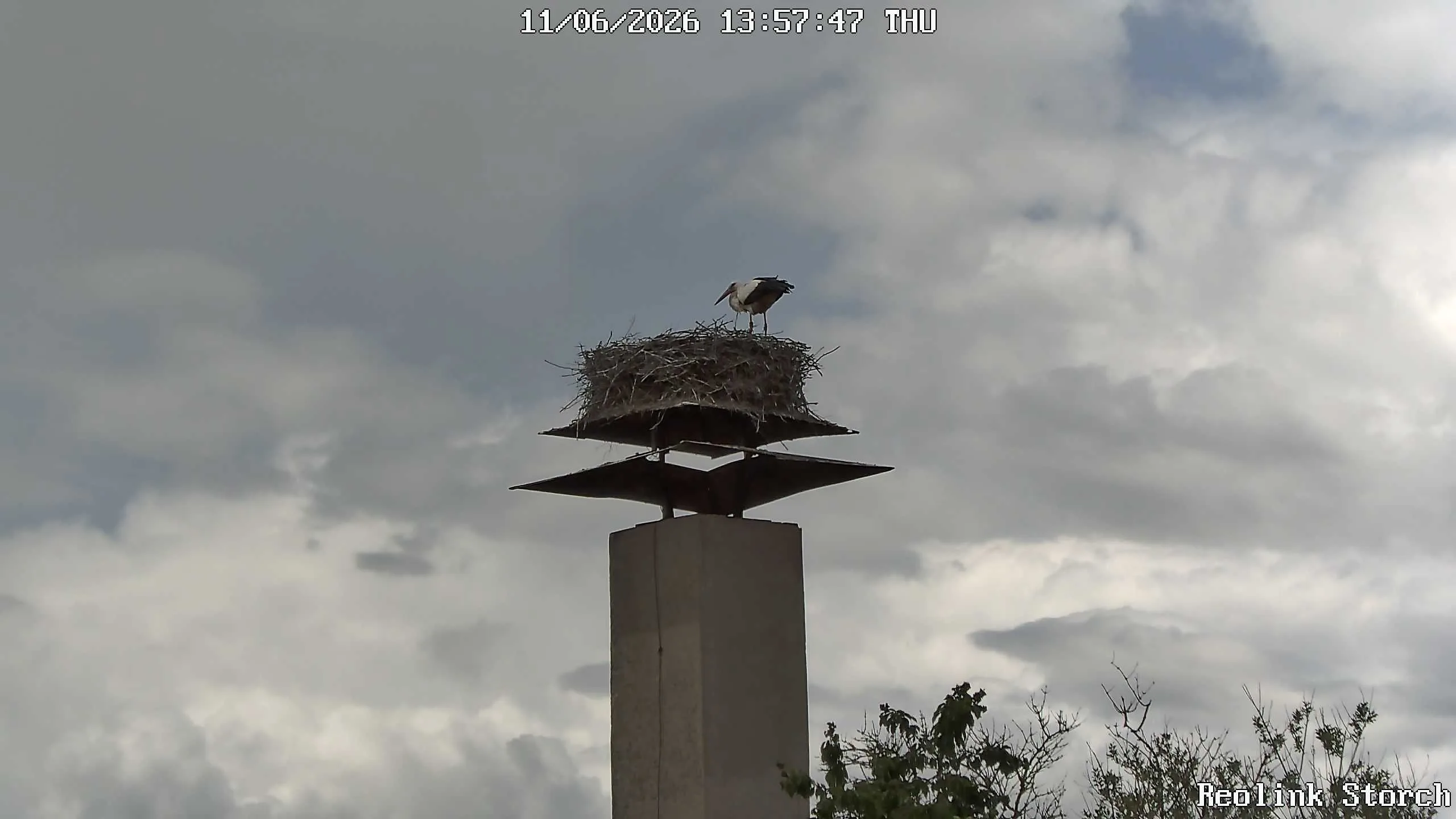 Storchencam Bild