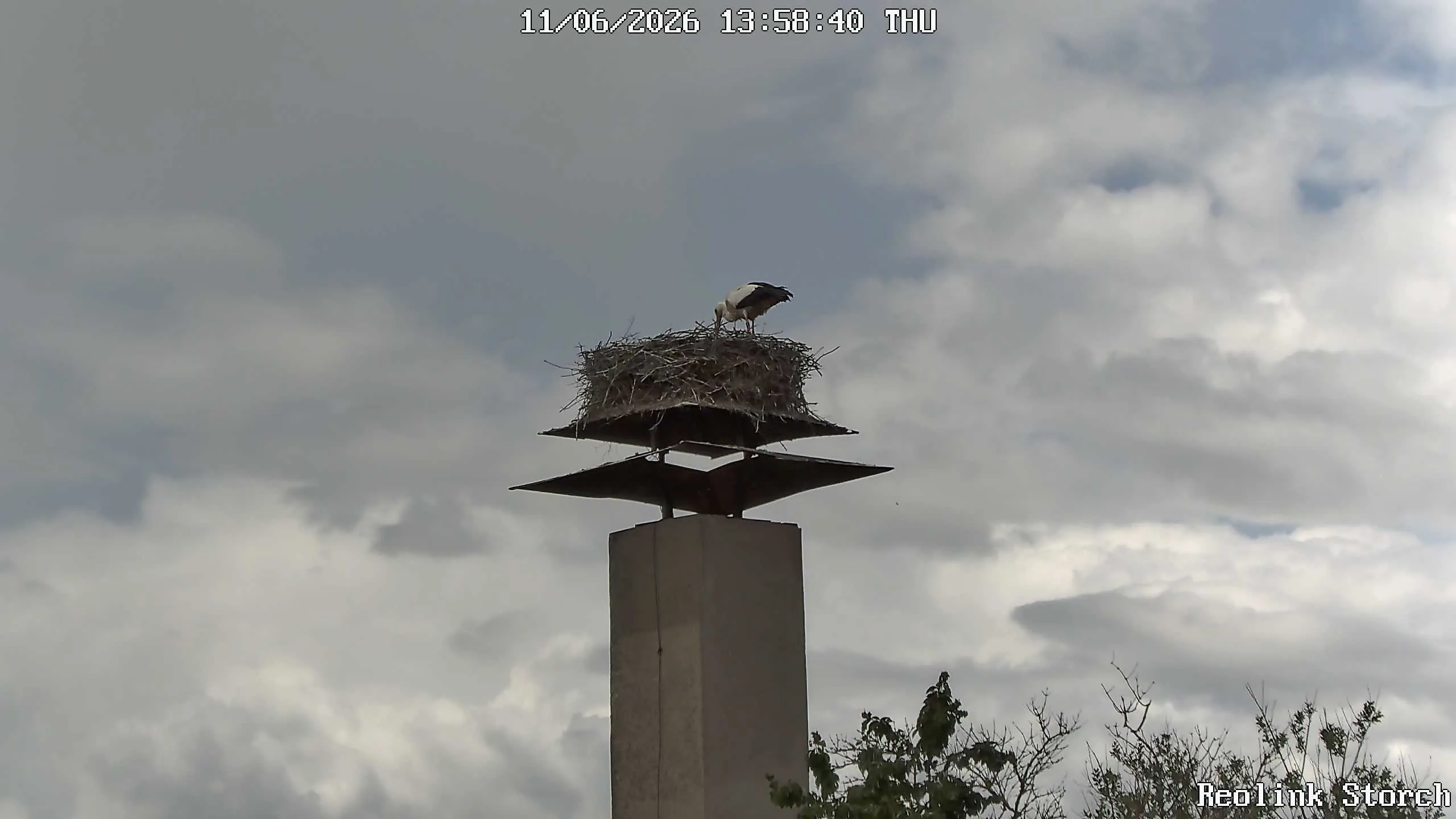 Storchencam Bild