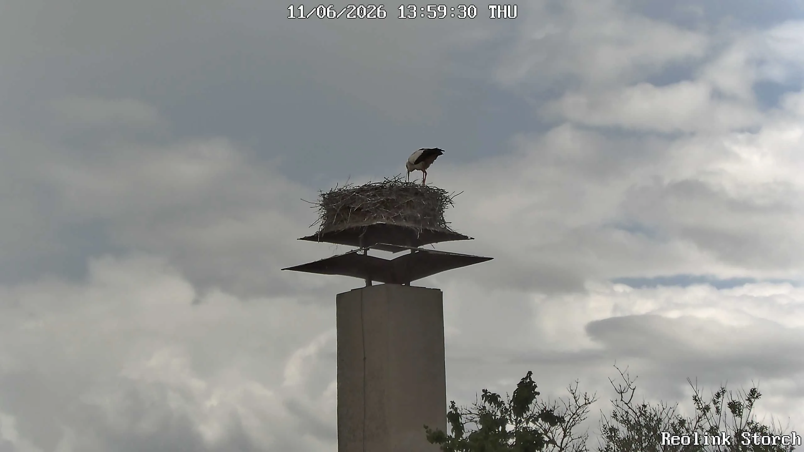 Storchencam Bild