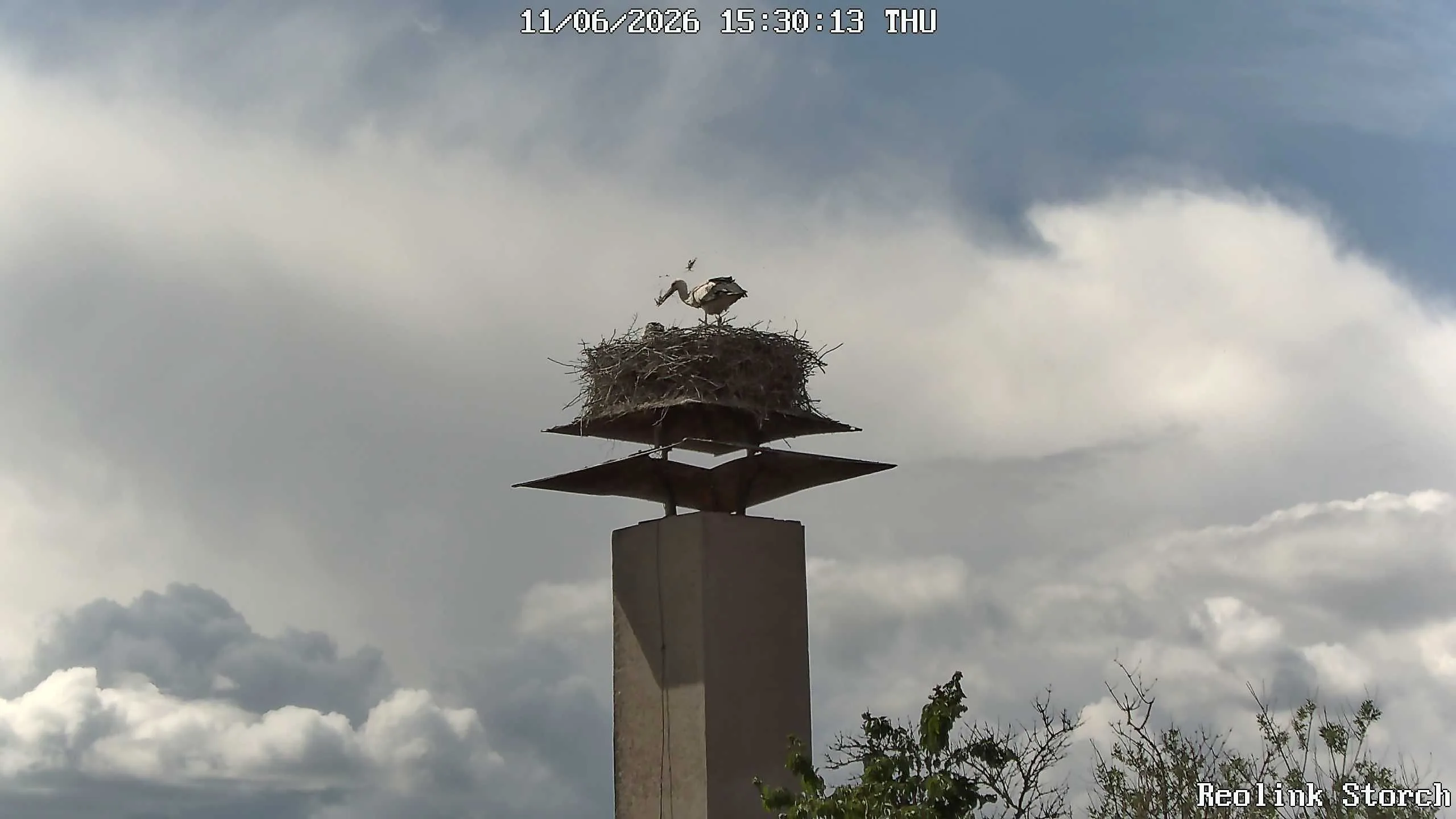 Storchencam Bild