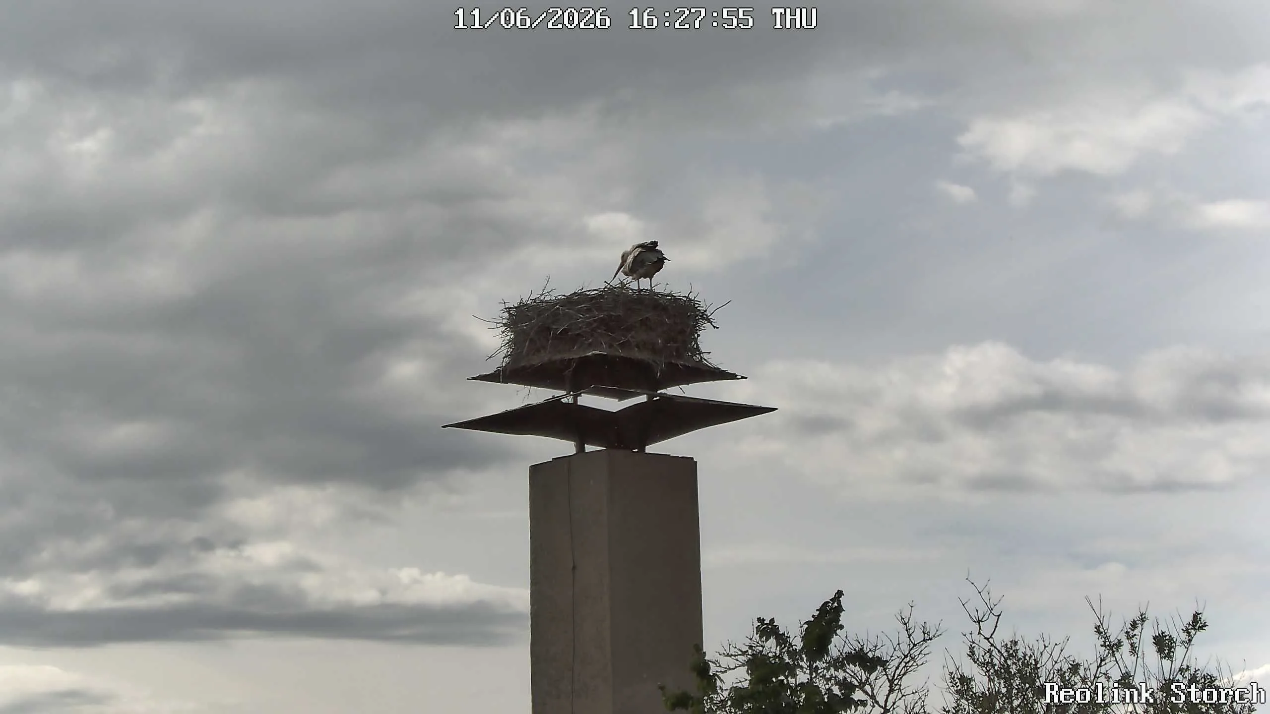 Storchencam Bild