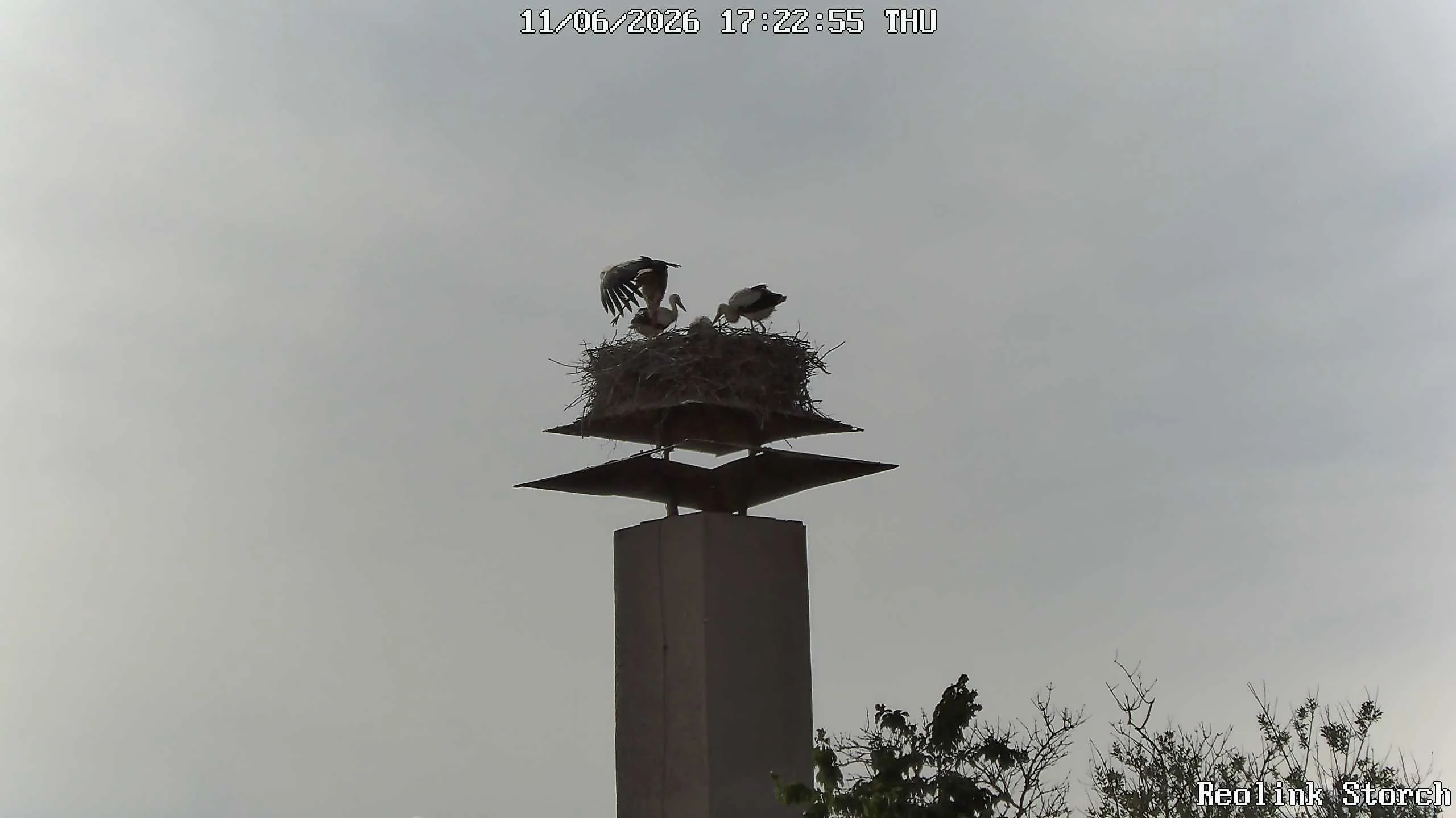Storchencam Bild