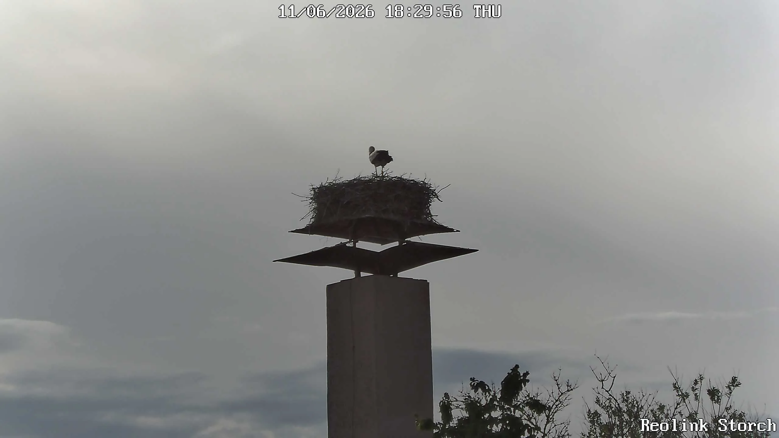 Storchencam Bild