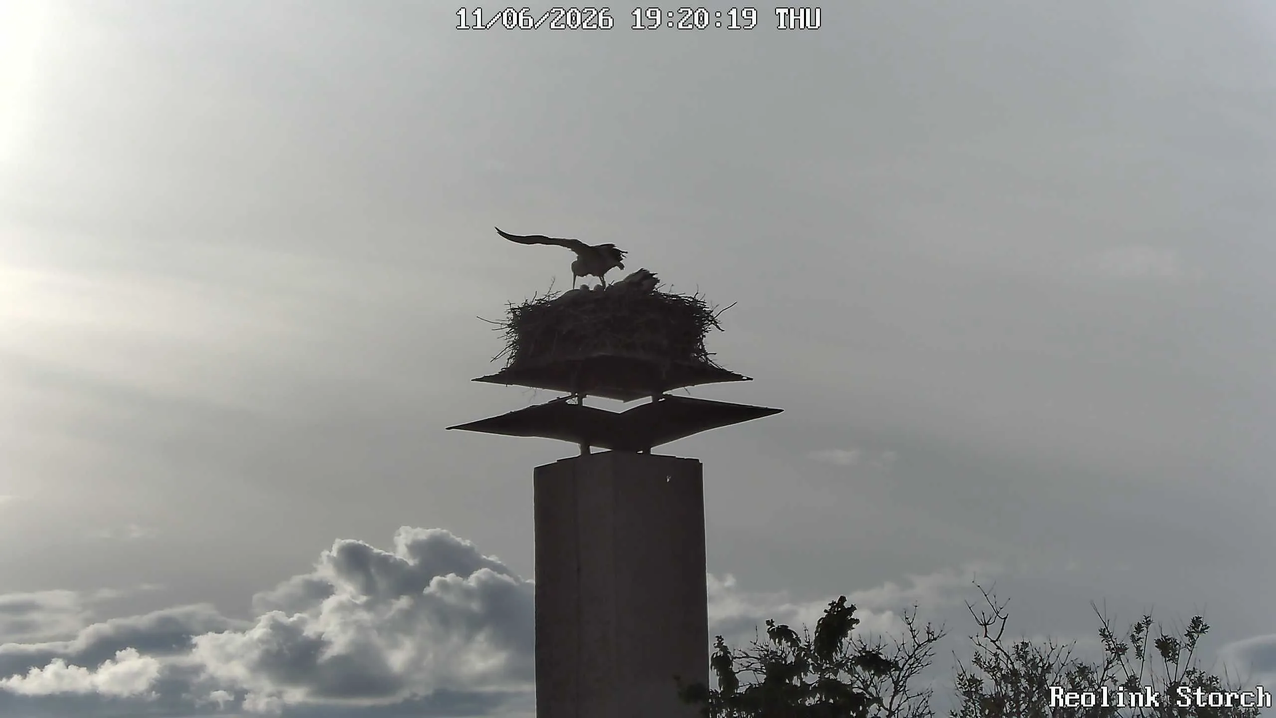 Storchencam Bild