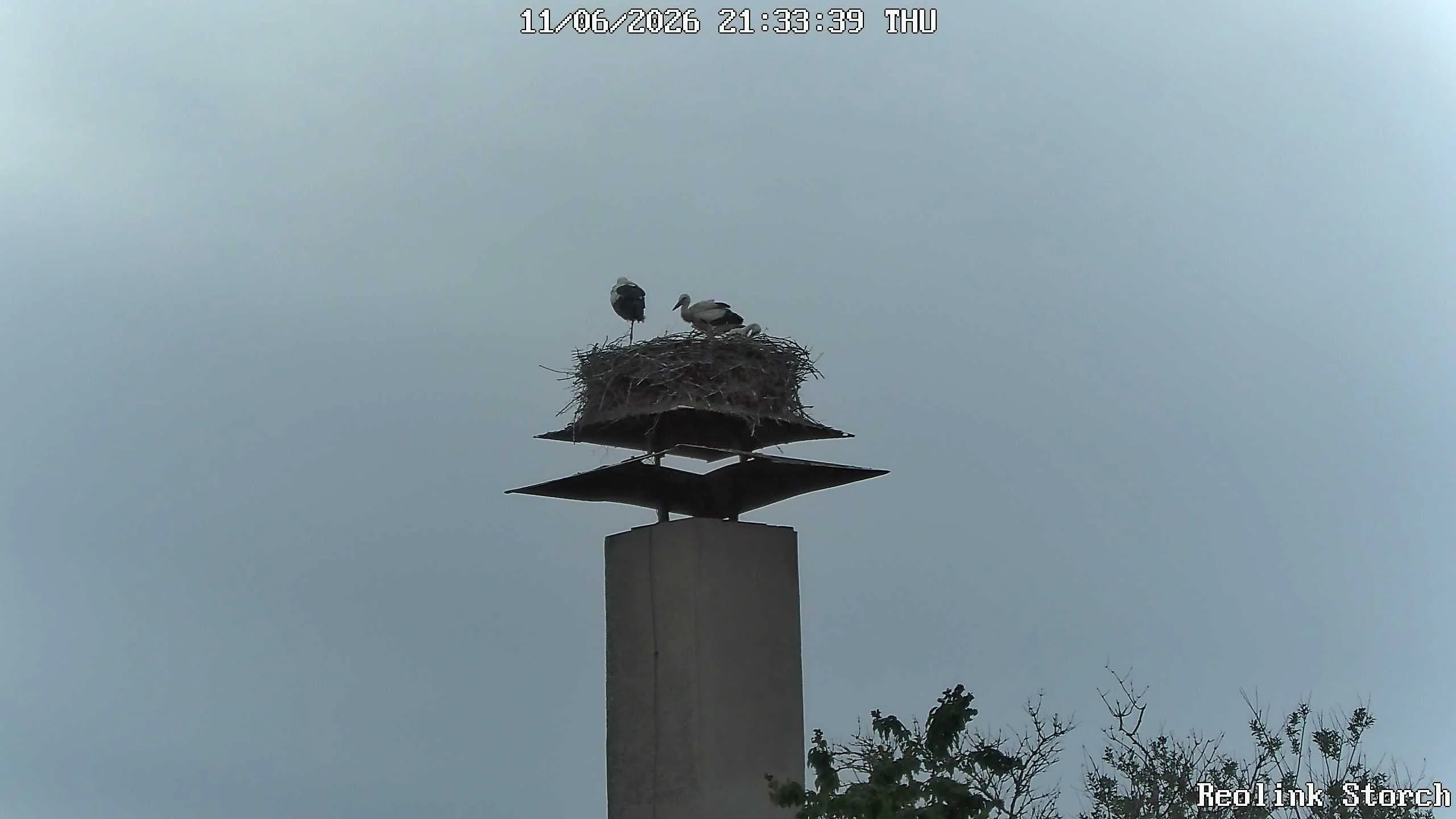 Storchencam Bild