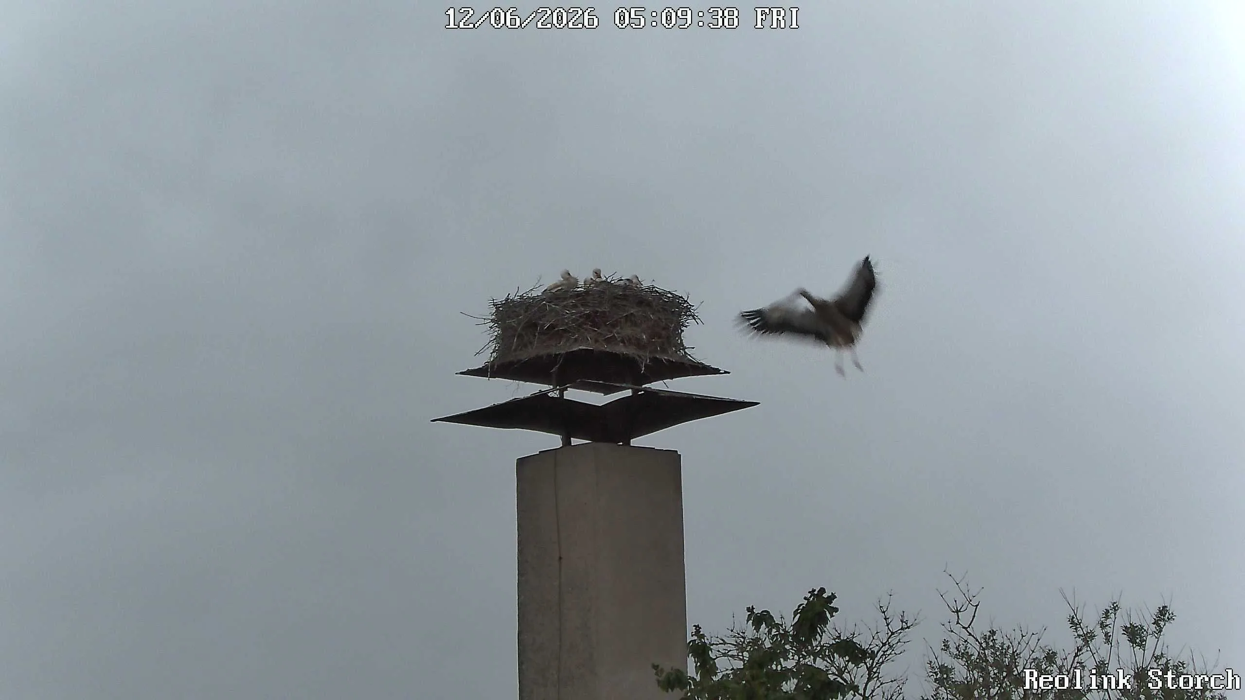 Storchencam Bild