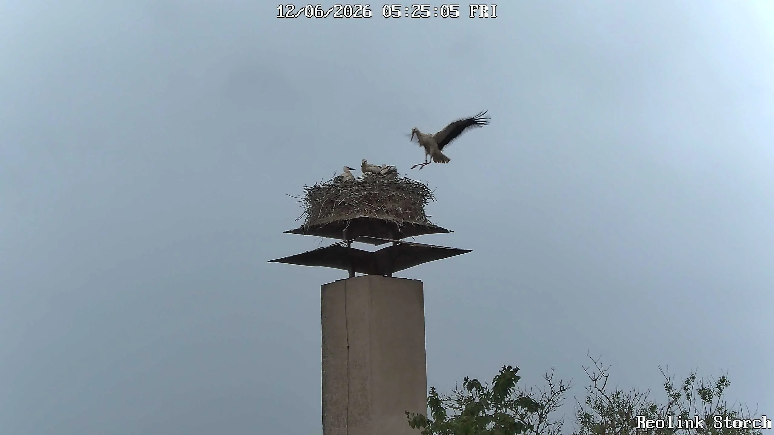 Storchencam Bild