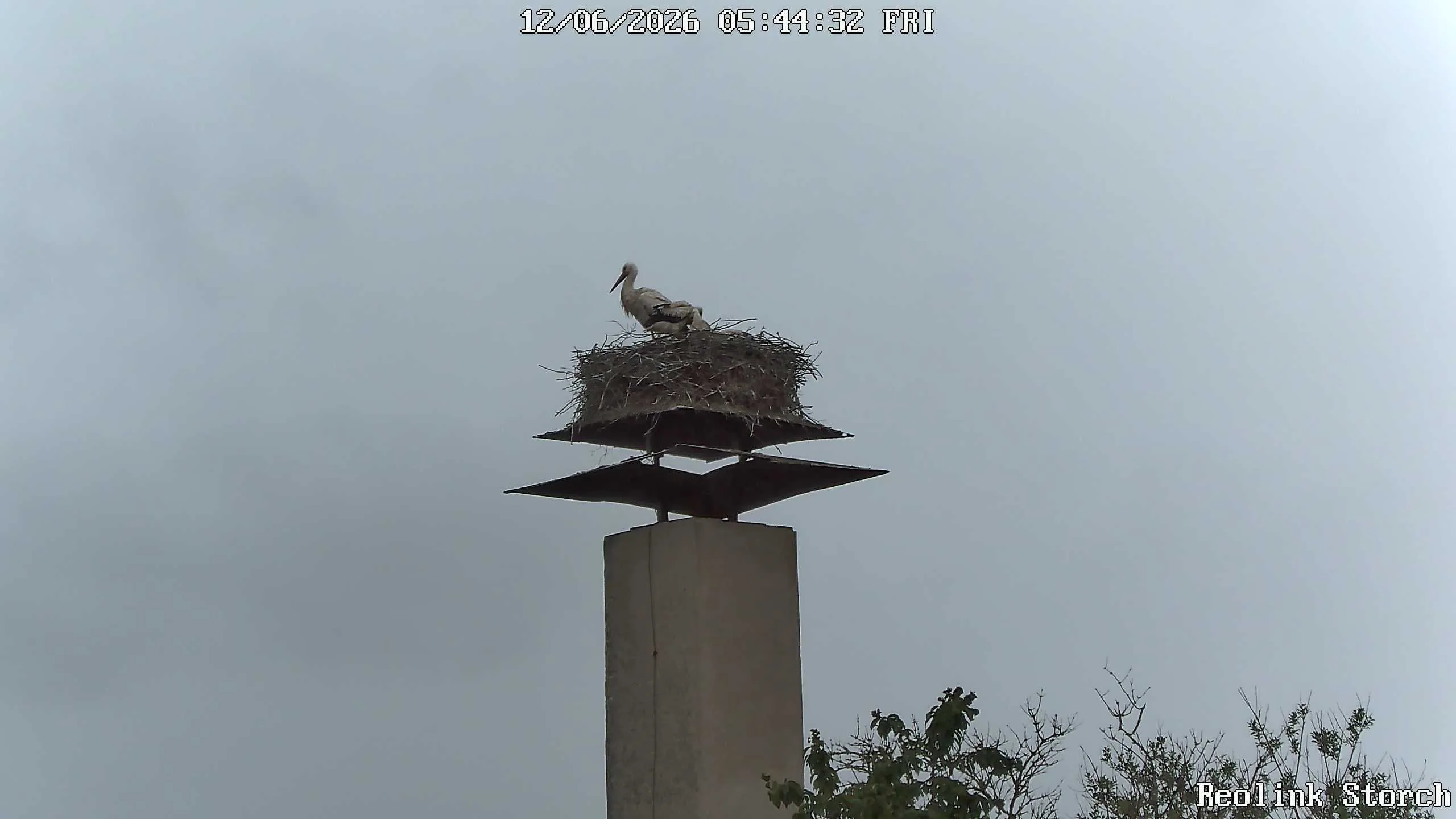 Storchencam Bild