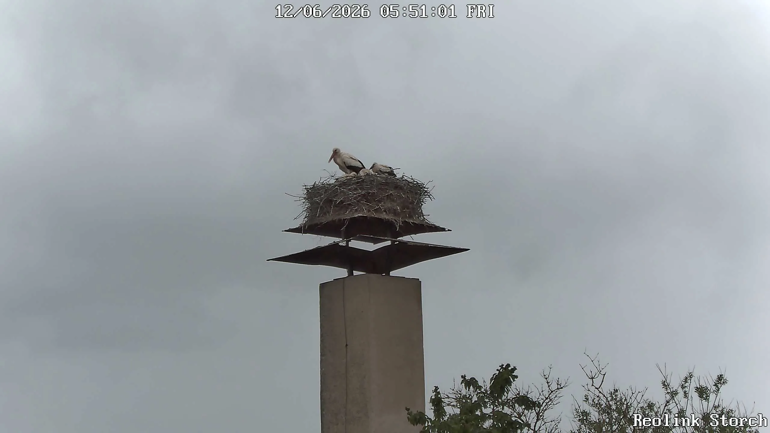 Storchencam Bild